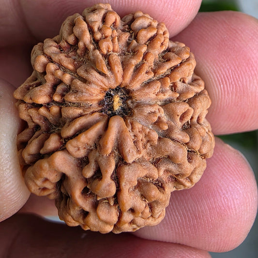 9 Mukhi Collector Nepal Rudraksha | Collector’s Pick | 26.51 mm, 5.46 grams | Lab Certified