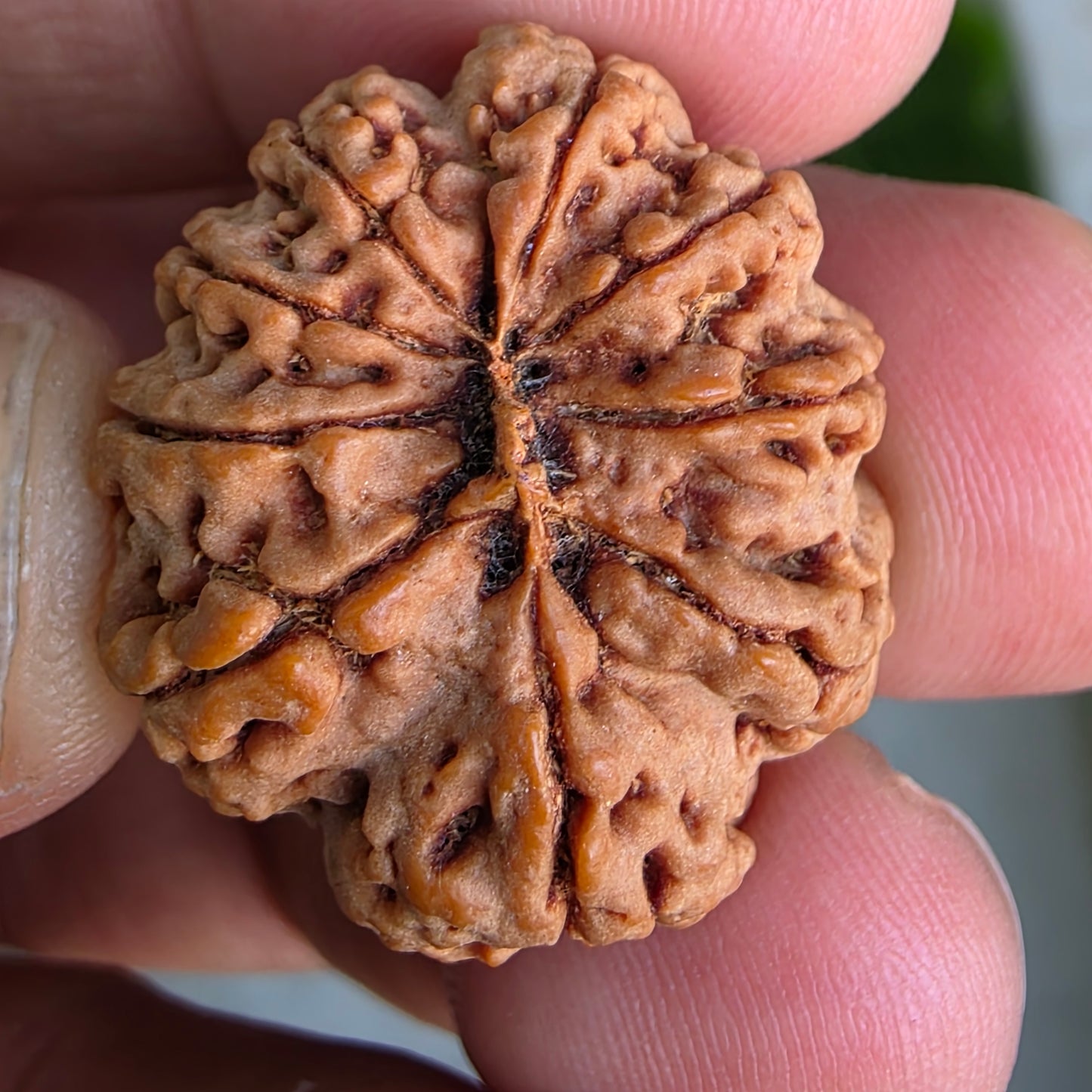 9 Mukhi Collector Nepal Rudraksha | Collector’s Pick | 26.51 mm, 5.46 grams | Lab Certified