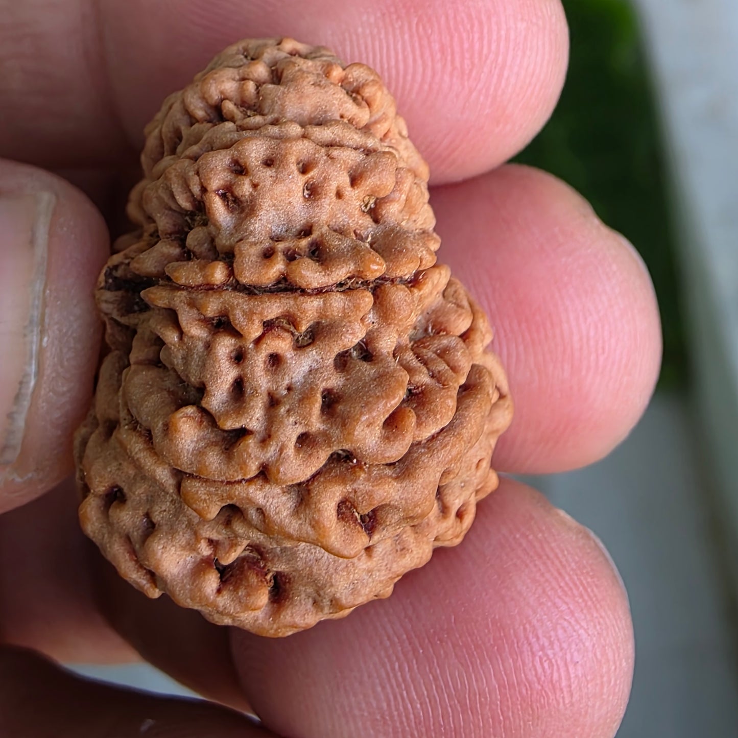9 Mukhi Collector Nepal Rudraksha | Collector’s Pick | 26.51 mm, 5.46 grams | Lab Certified