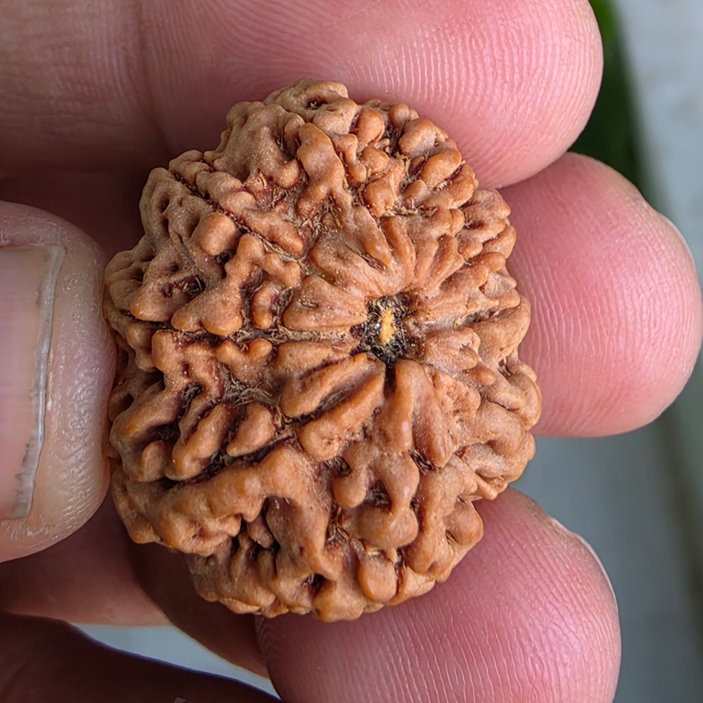 9 Mukhi Collector Nepal Rudraksha | Collector’s Pick | 26.51 mm, 5.46 grams | Lab Certified