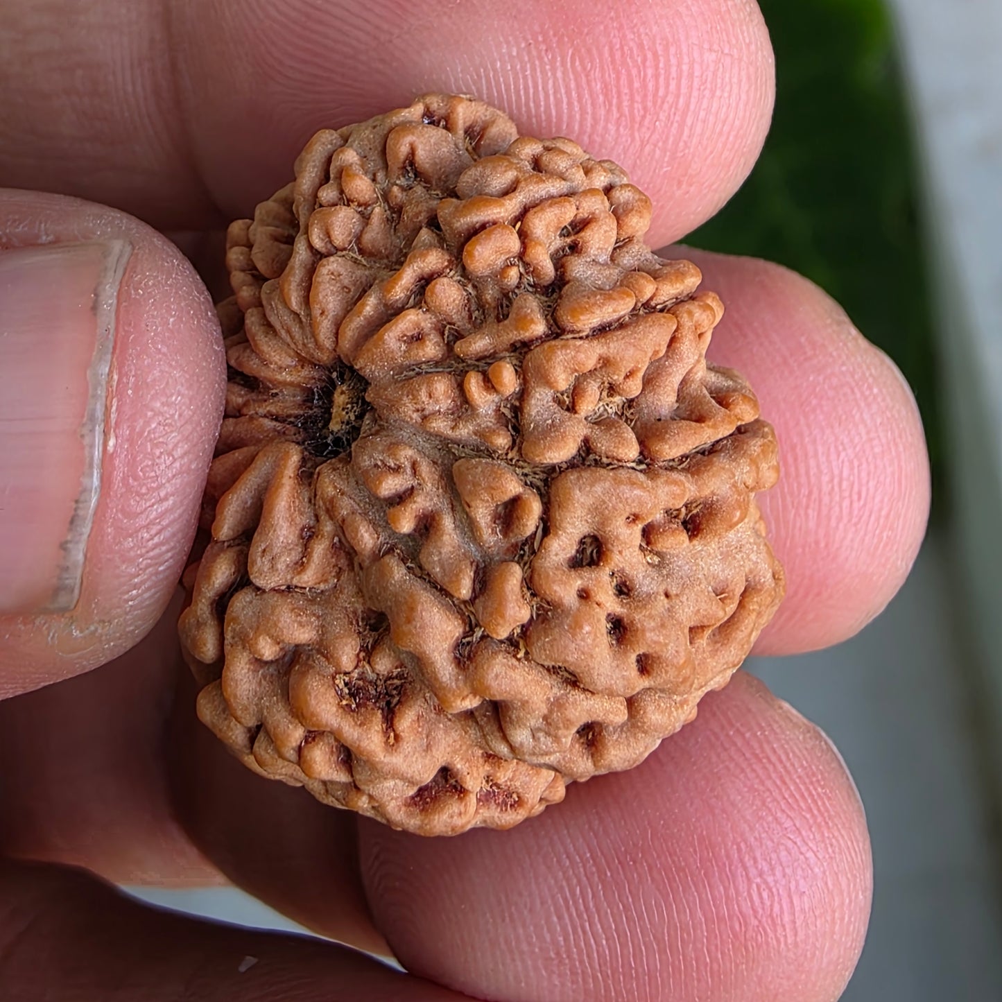 9 Mukhi Collector Nepal Rudraksha | Collector’s Pick | 26.51 mm, 5.46 grams | Lab Certified