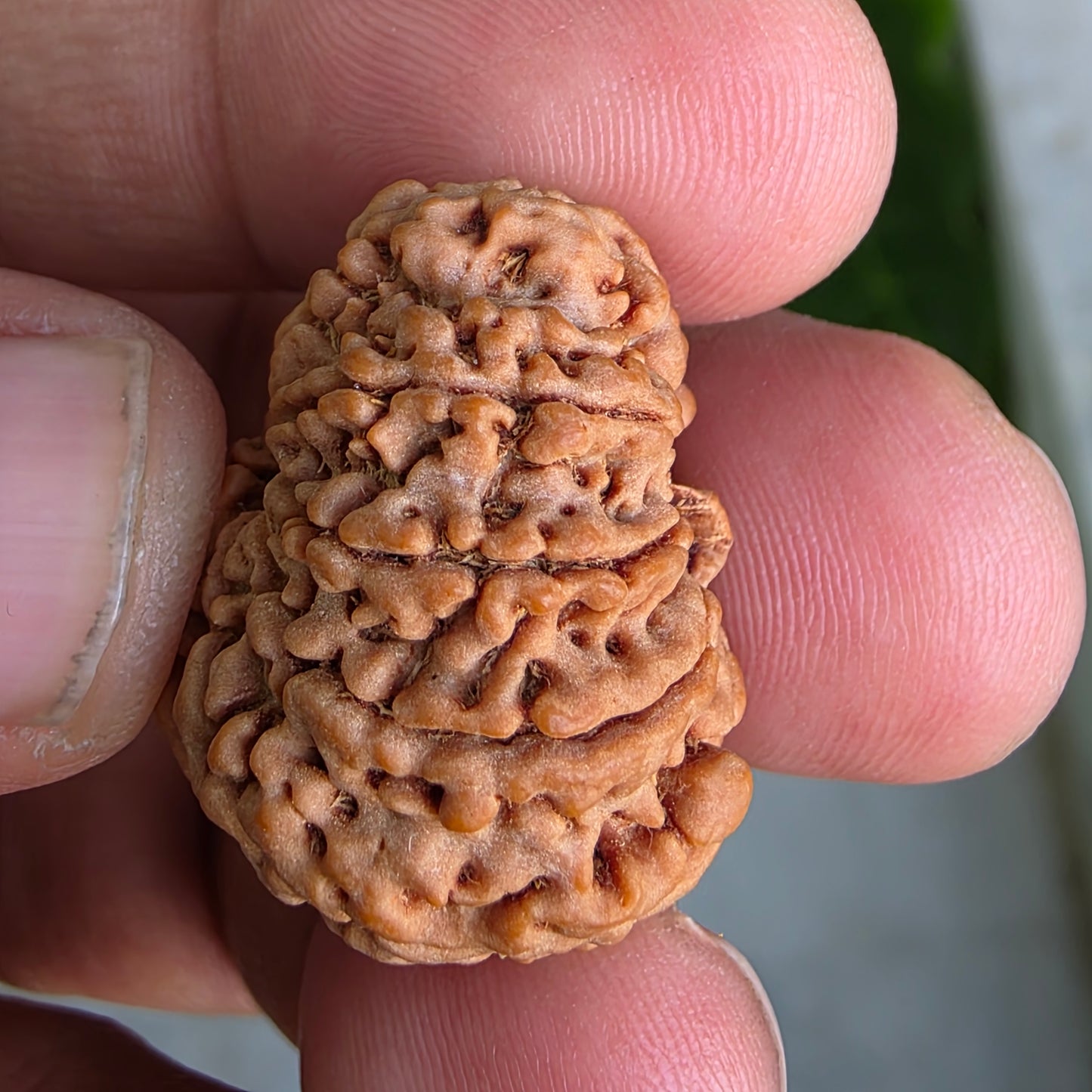 9 Mukhi Collector Nepal Rudraksha | Collector’s Pick | 26.51 mm, 5.46 grams | Lab Certified