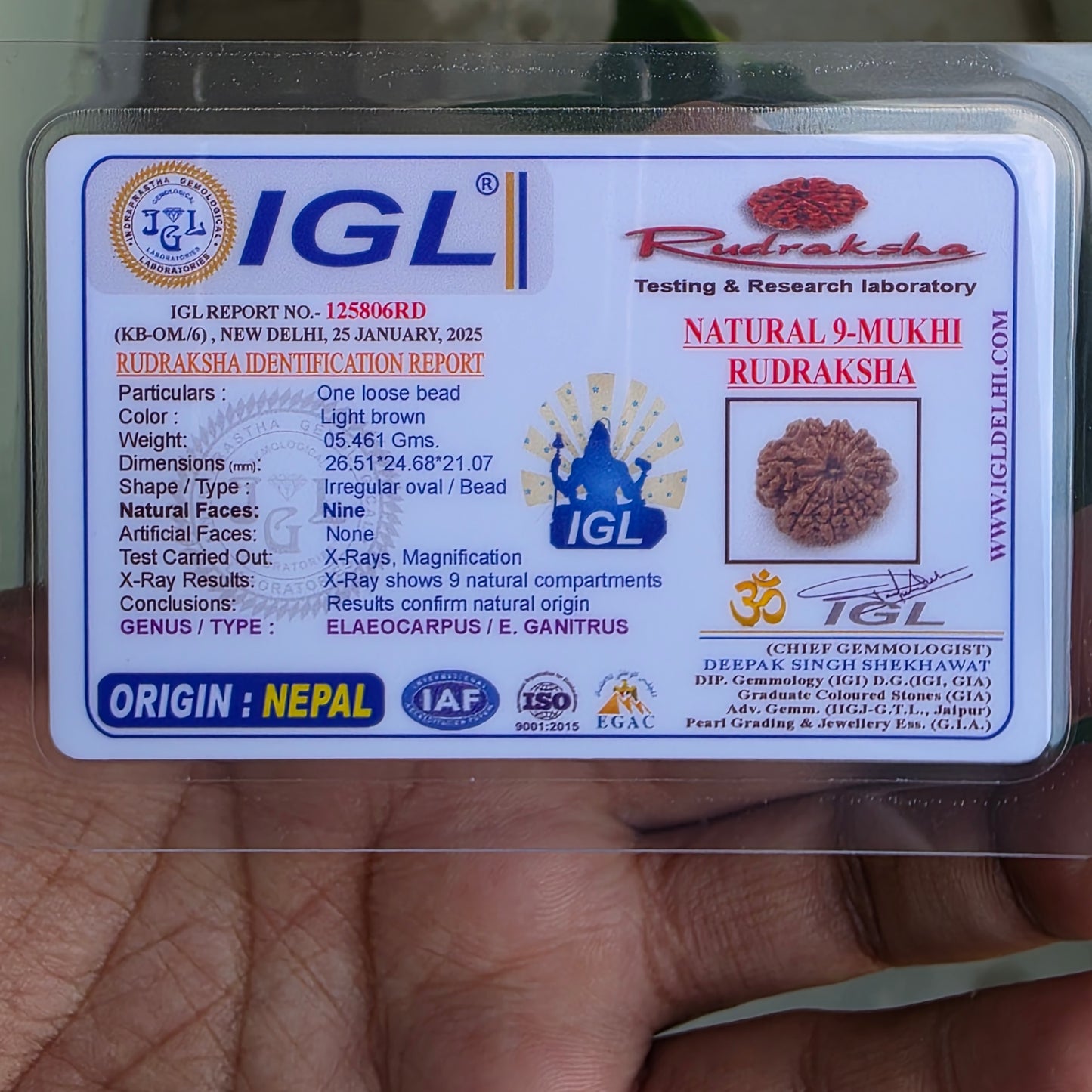 9 Mukhi Collector Nepal Rudraksha | Collector’s Pick | 26.51 mm, 5.46 grams | Lab Certified