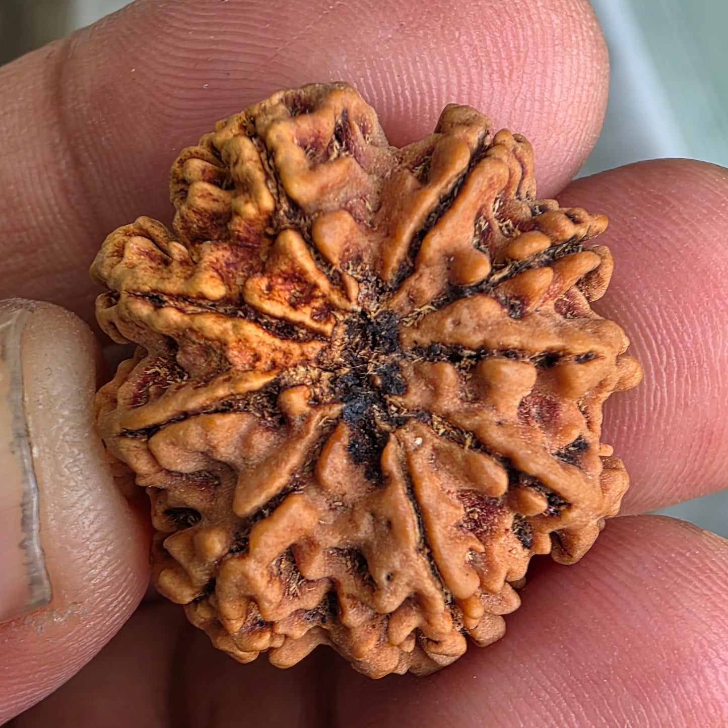 9 Mukhi Collector Nepal Rudraksha | 25.44 mm, 4.16 grams | Embodiment of Power & Blessings | Lab Certified