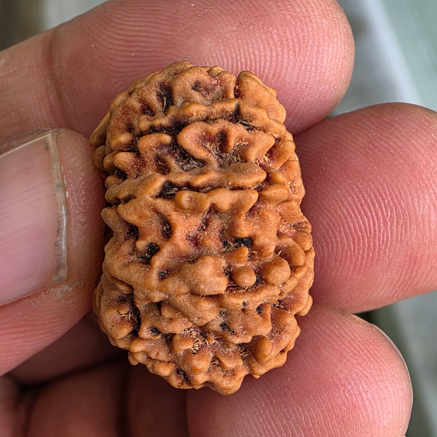 9 Mukhi Collector Nepal Rudraksha | 25.44 mm, 4.16 grams | Embodiment of Power & Blessings | Lab Certified