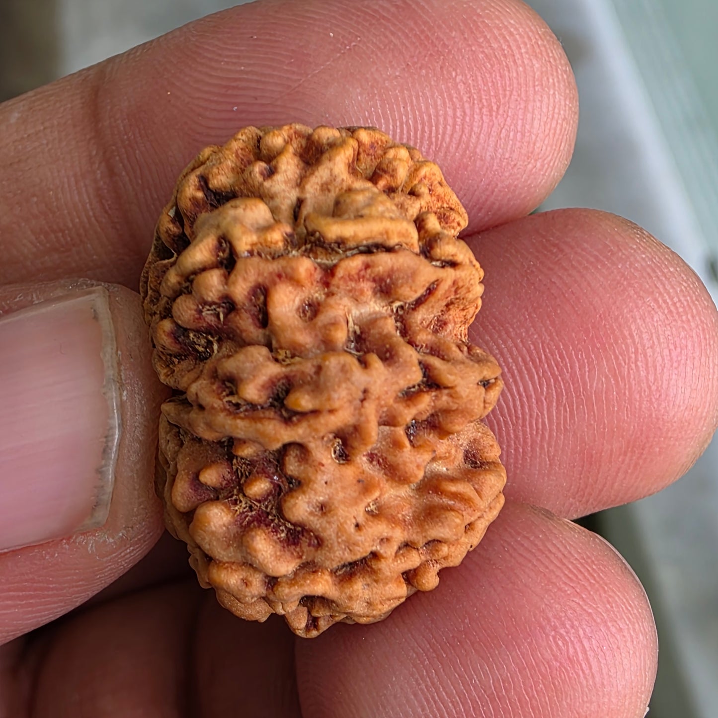 9 Mukhi Collector Nepal Rudraksha | 25.44 mm, 4.16 grams | Embodiment of Power & Blessings | Lab Certified