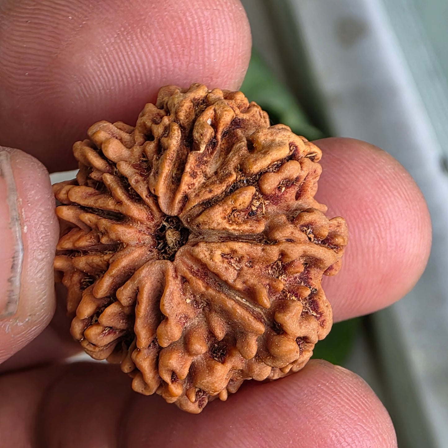 9 Mukhi Collector Nepal Rudraksha | 25.44 mm, 4.16 grams | Embodiment of Power & Blessings | Lab Certified