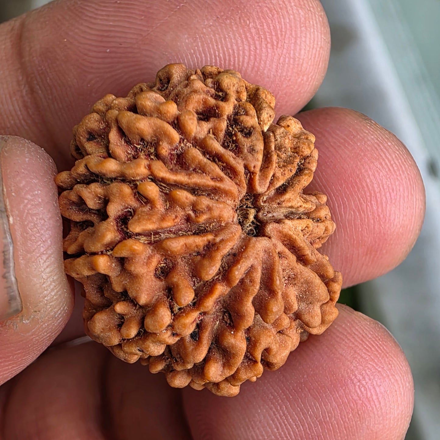 9 Mukhi Collector Nepal Rudraksha | 25.44 mm, 4.16 grams | Embodiment of Power & Blessings | Lab Certified
