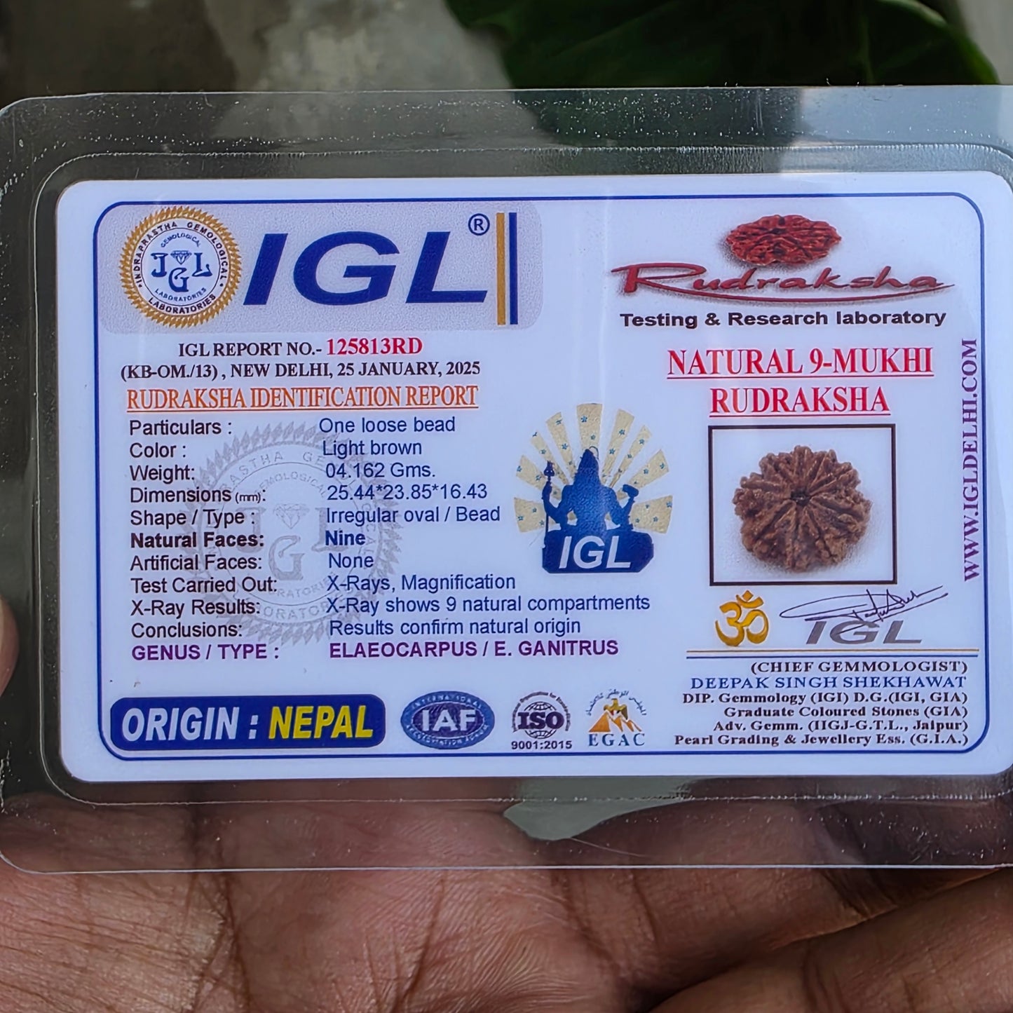 9 Mukhi Collector Nepal Rudraksha | 25.44 mm, 4.16 grams | Embodiment of Power & Blessings | Lab Certified