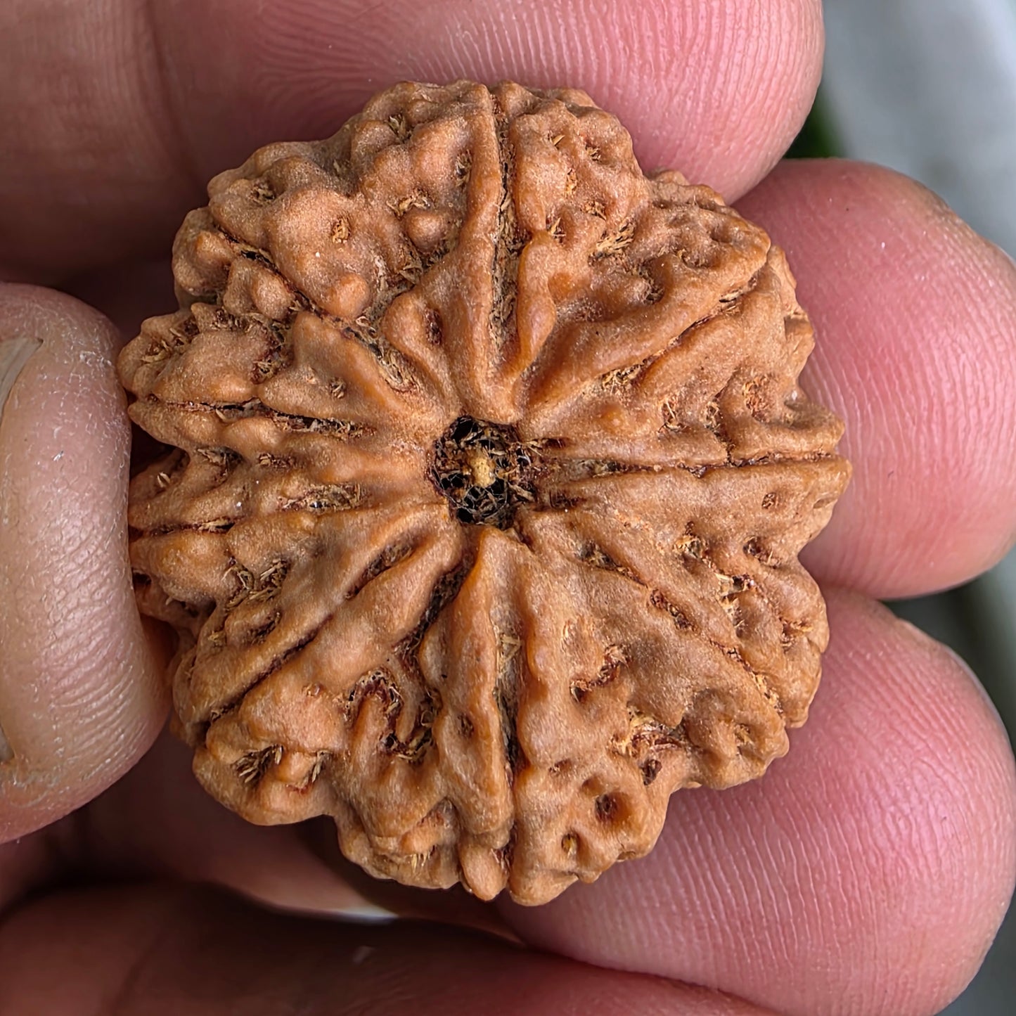 9 Mukhi Collector Nepal Rudraksha | 26.34 mm, 5.55 grams | Symbol of Energy & Strength | Lab Certified
