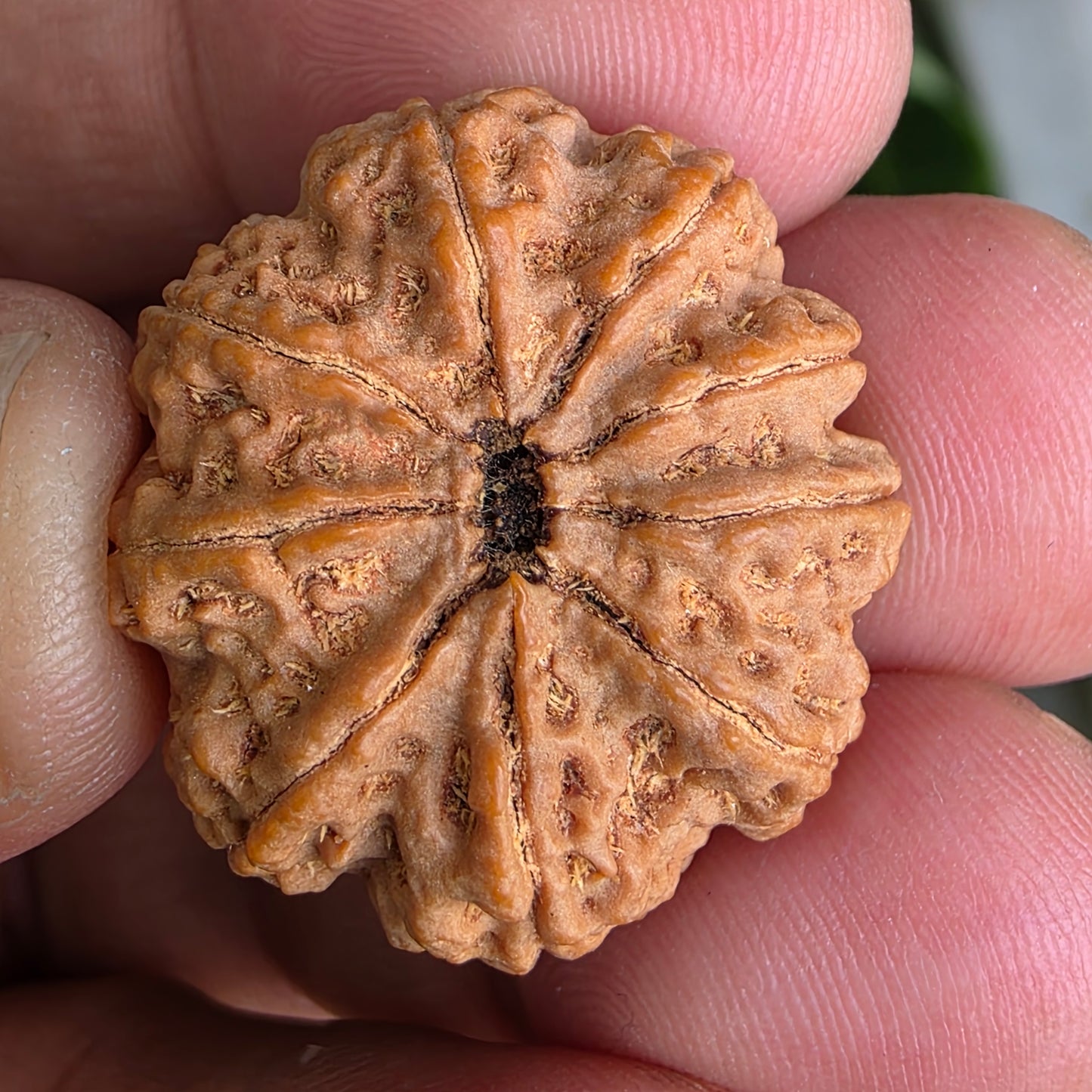 9 Mukhi Collector Nepal Rudraksha | 26.34 mm, 5.55 grams | Symbol of Energy & Strength | Lab Certified