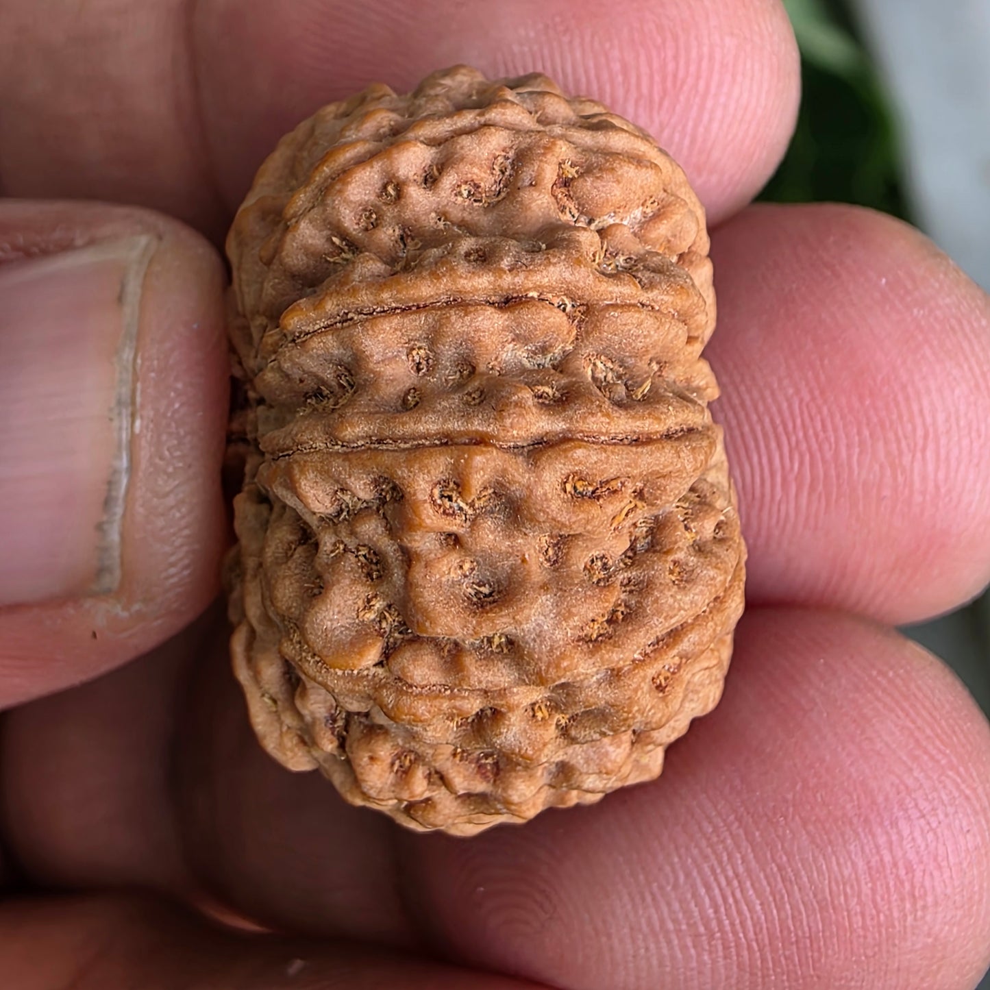 9 Mukhi Collector Nepal Rudraksha | 26.34 mm, 5.55 grams | Symbol of Energy & Strength | Lab Certified