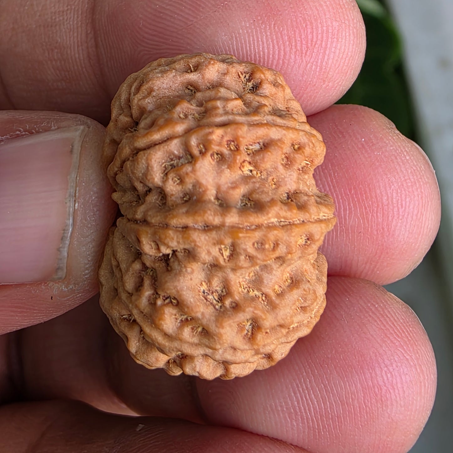 9 Mukhi Collector Nepal Rudraksha | 26.34 mm, 5.55 grams | Symbol of Energy & Strength | Lab Certified
