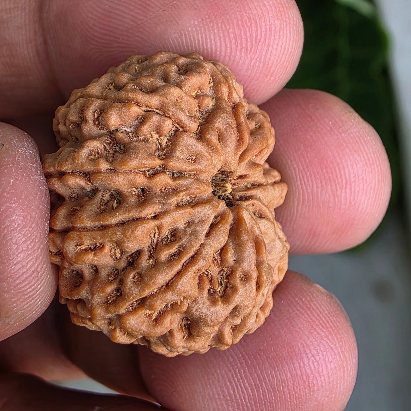 9 Mukhi Collector Nepal Rudraksha | 26.34 mm, 5.55 grams | Symbol of Energy & Strength | Lab Certified