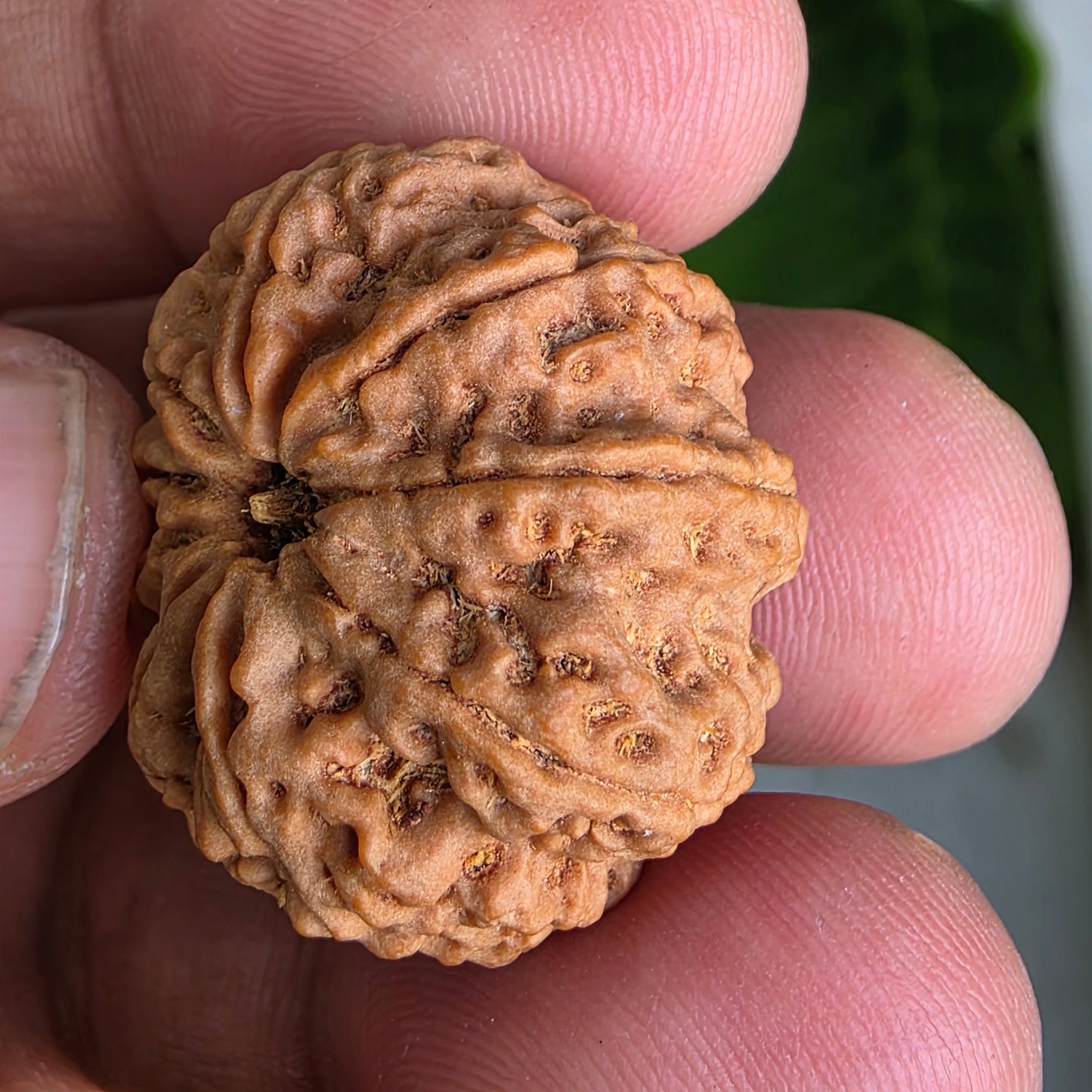 9 Mukhi Collector Nepal Rudraksha | 26.34 mm, 5.55 grams | Symbol of Energy & Strength | Lab Certified