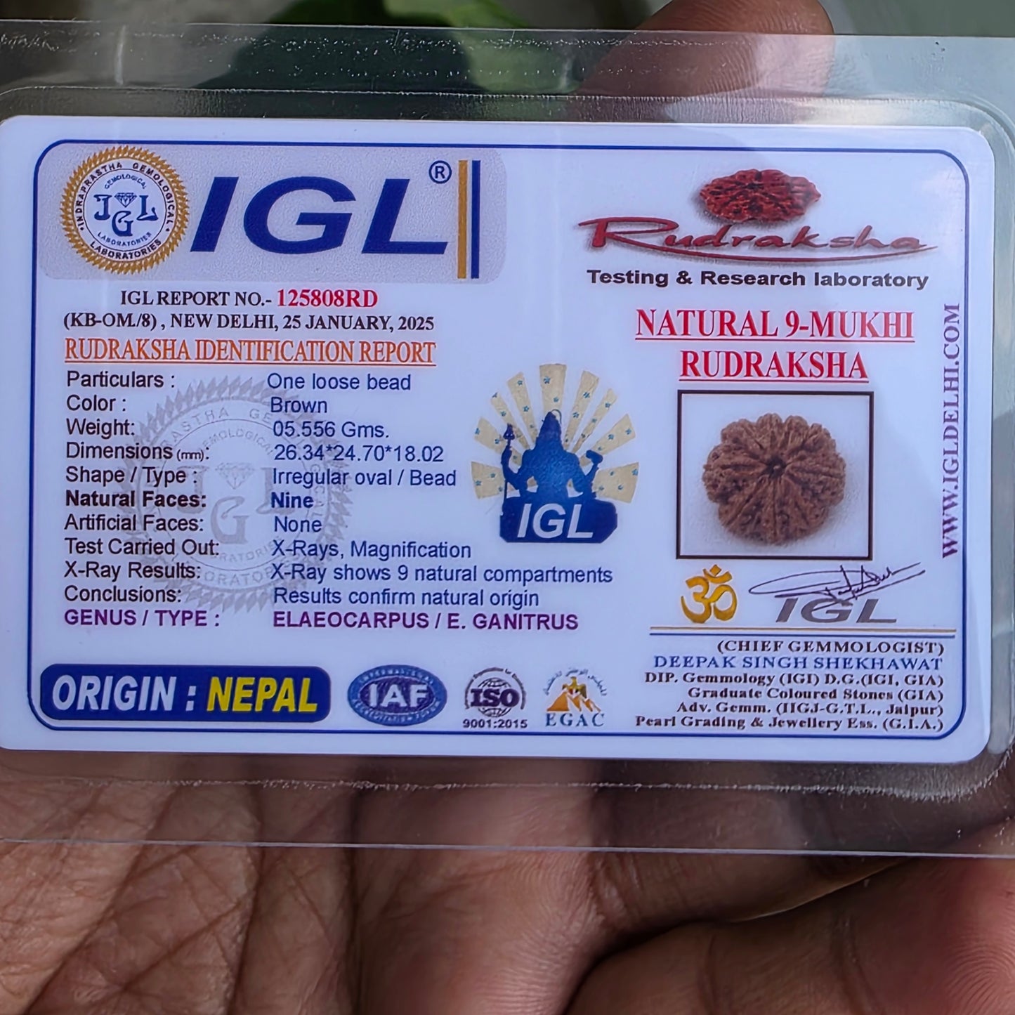 9 Mukhi Collector Nepal Rudraksha | 26.34 mm, 5.55 grams | Symbol of Energy & Strength | Lab Certified