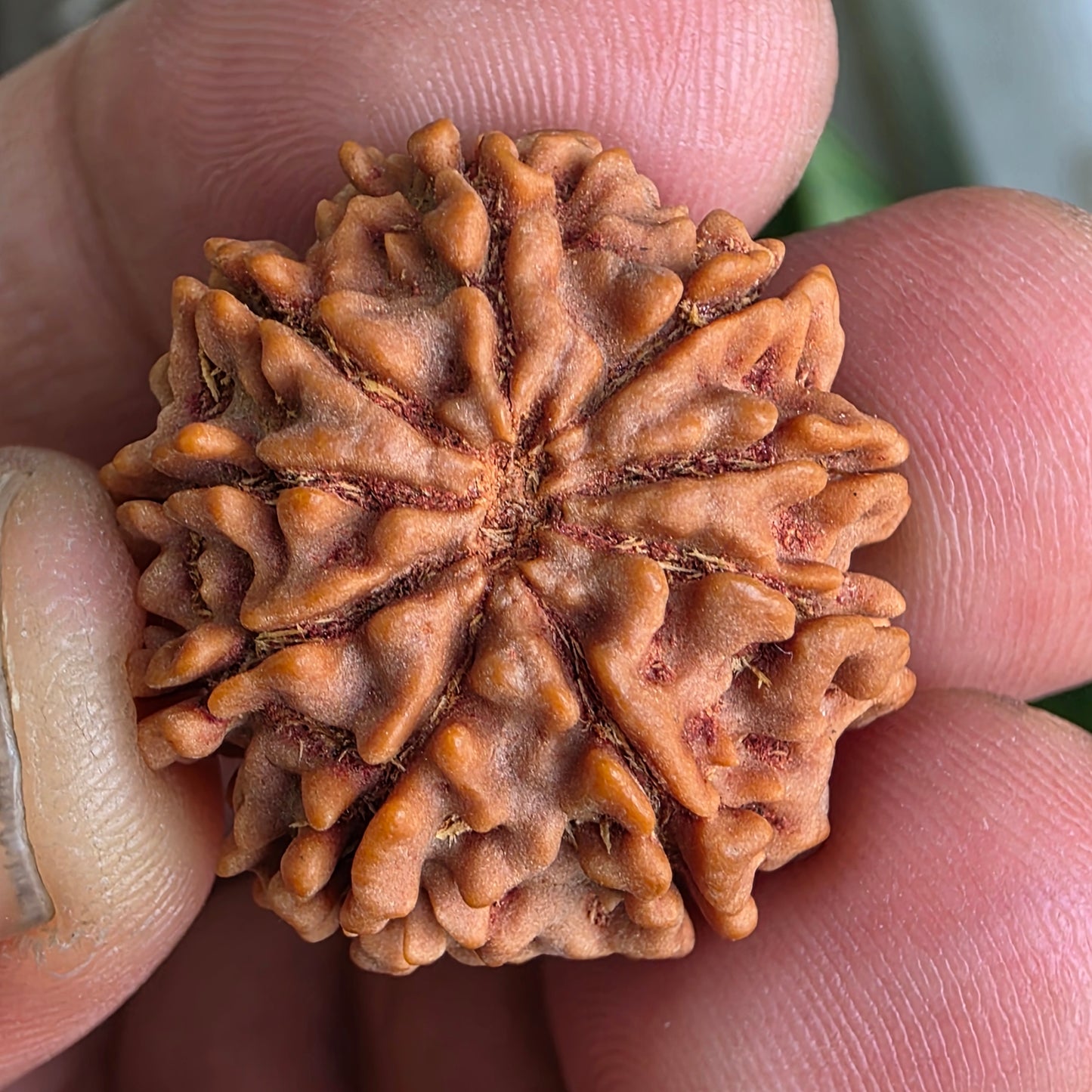 9 Mukhi Collector Nepal Rudraksha | 25.04 mm, 4.62 grams | Symbol of Strength & Divine Blessings | Lab Certified |