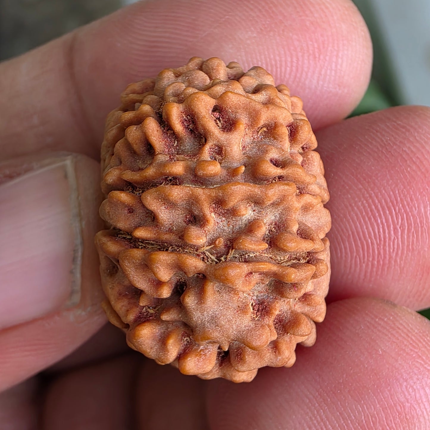 9 Mukhi Collector Nepal Rudraksha | 25.04 mm, 4.62 grams | Symbol of Strength & Divine Blessings | Lab Certified |