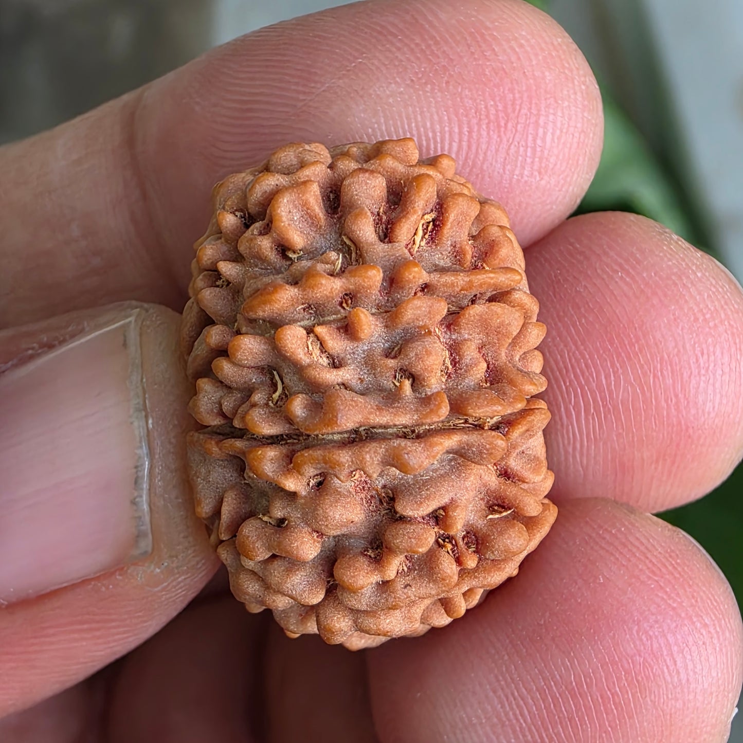 9 Mukhi Collector Nepal Rudraksha | 25.04 mm, 4.62 grams | Symbol of Strength & Divine Blessings | Lab Certified |