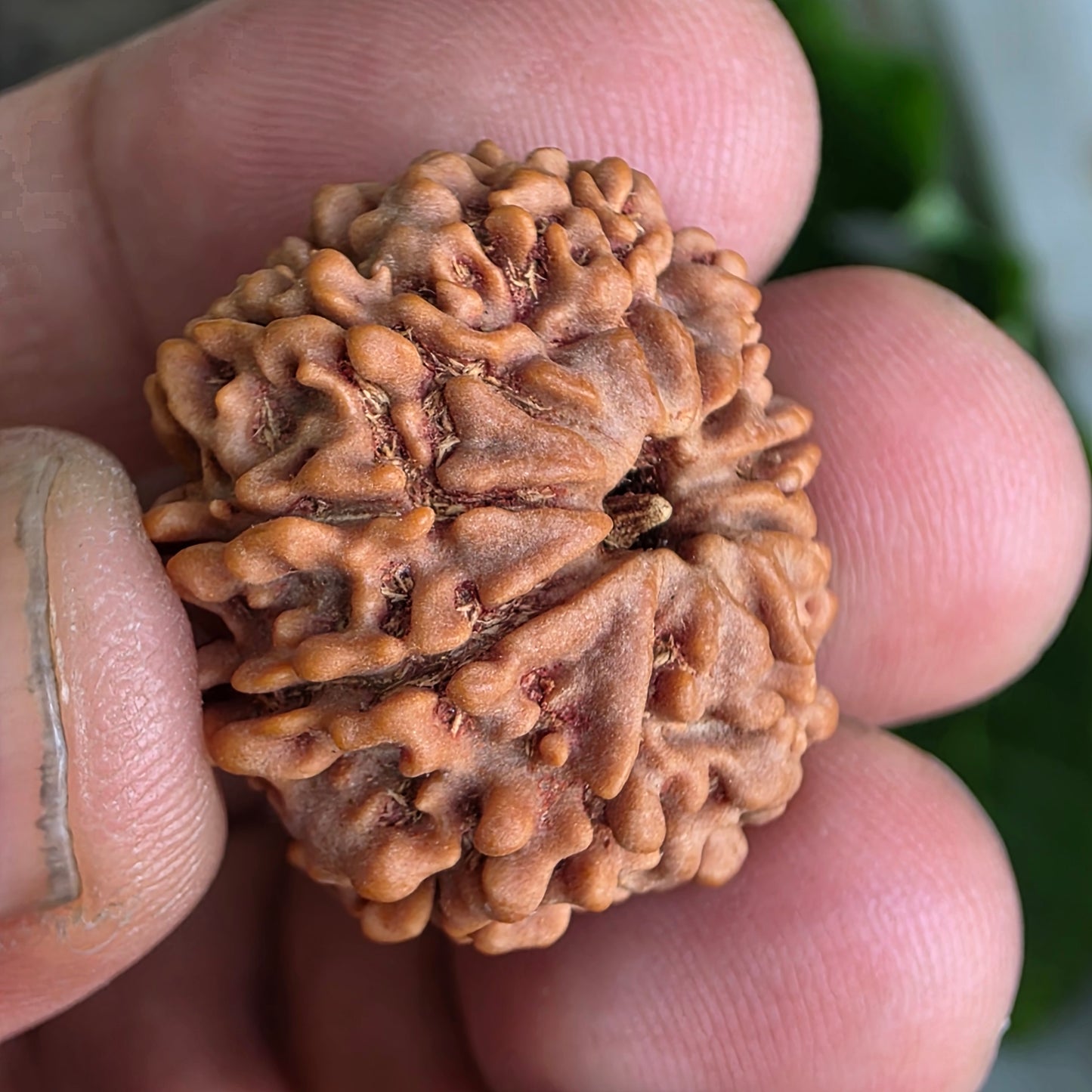 9 Mukhi Collector Nepal Rudraksha | 25.04 mm, 4.62 grams | Symbol of Strength & Divine Blessings | Lab Certified |