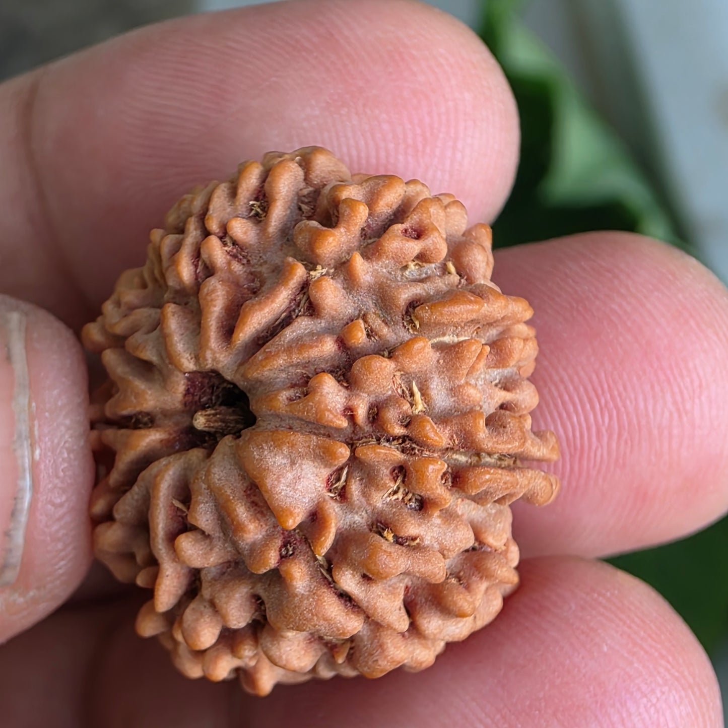 9 Mukhi Collector Nepal Rudraksha | 25.04 mm, 4.62 grams | Symbol of Strength & Divine Blessings | Lab Certified |