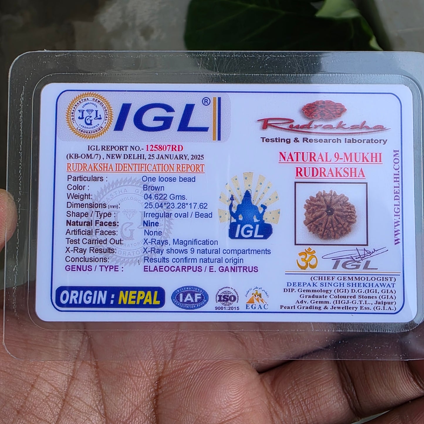 9 Mukhi Collector Nepal Rudraksha | 25.04 mm, 4.62 grams | Symbol of Strength & Divine Blessings | Lab Certified |