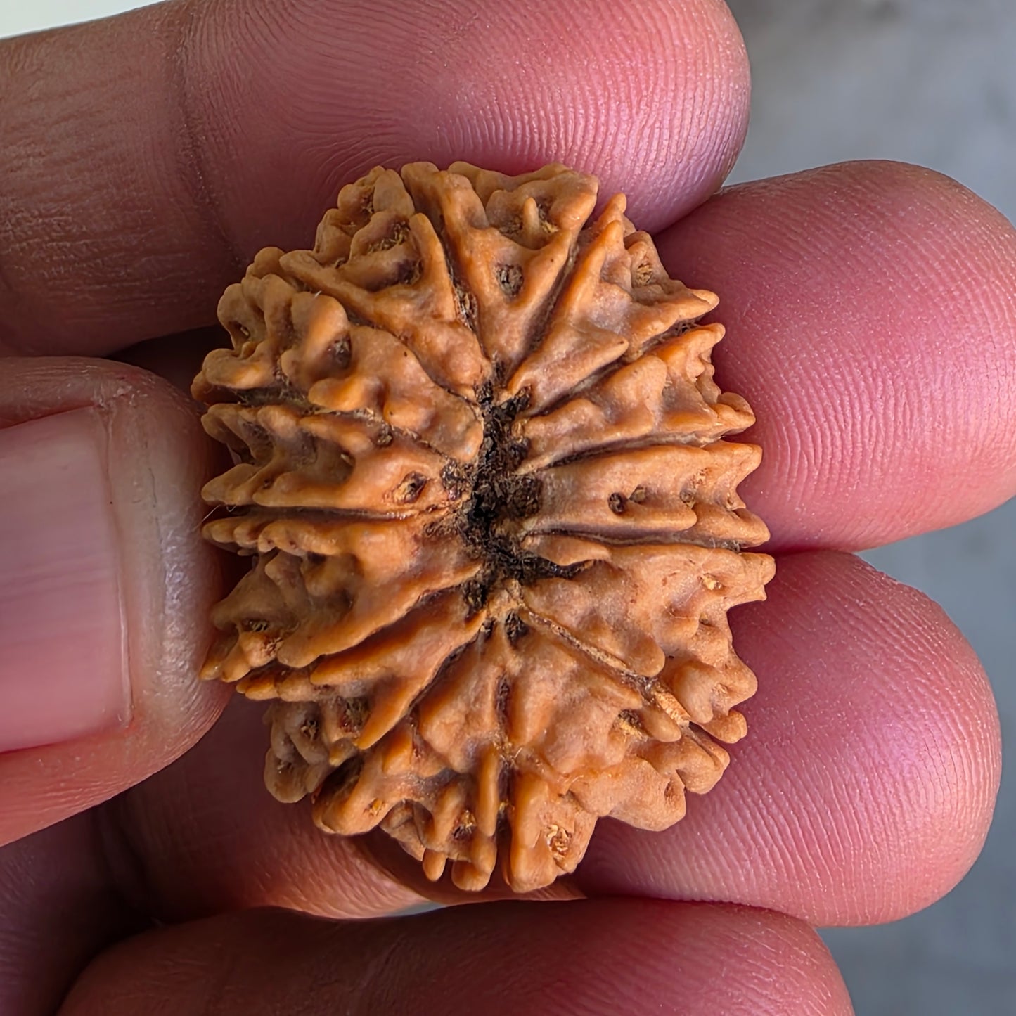 12 Mukhi Super Collector Nepal Rudraksha | IGL Certified | 28.92 mm, 5.61 grams | Solar Essence of Power & Prosperity