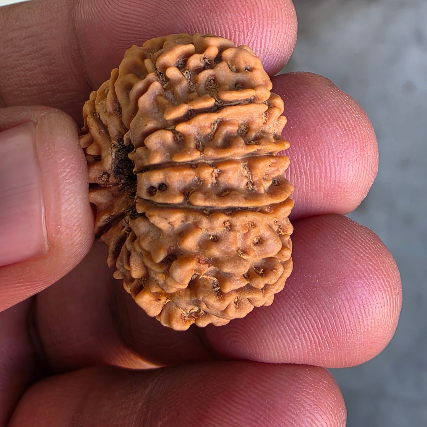 12 Mukhi Super Collector Nepal Rudraksha | IGL Certified | 28.92 mm, 5.61 grams | Solar Essence of Power & Prosperity
