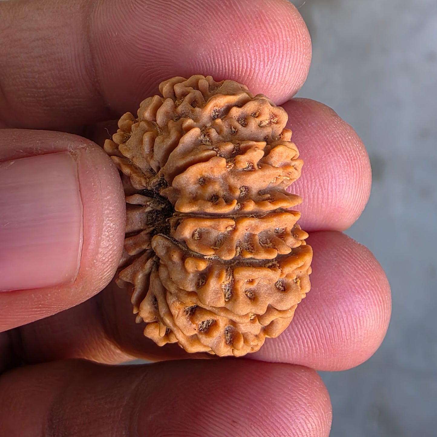 12 Mukhi Super Collector Nepal Rudraksha | IGL Certified | 28.92 mm, 5.61 grams | Solar Essence of Power & Prosperity