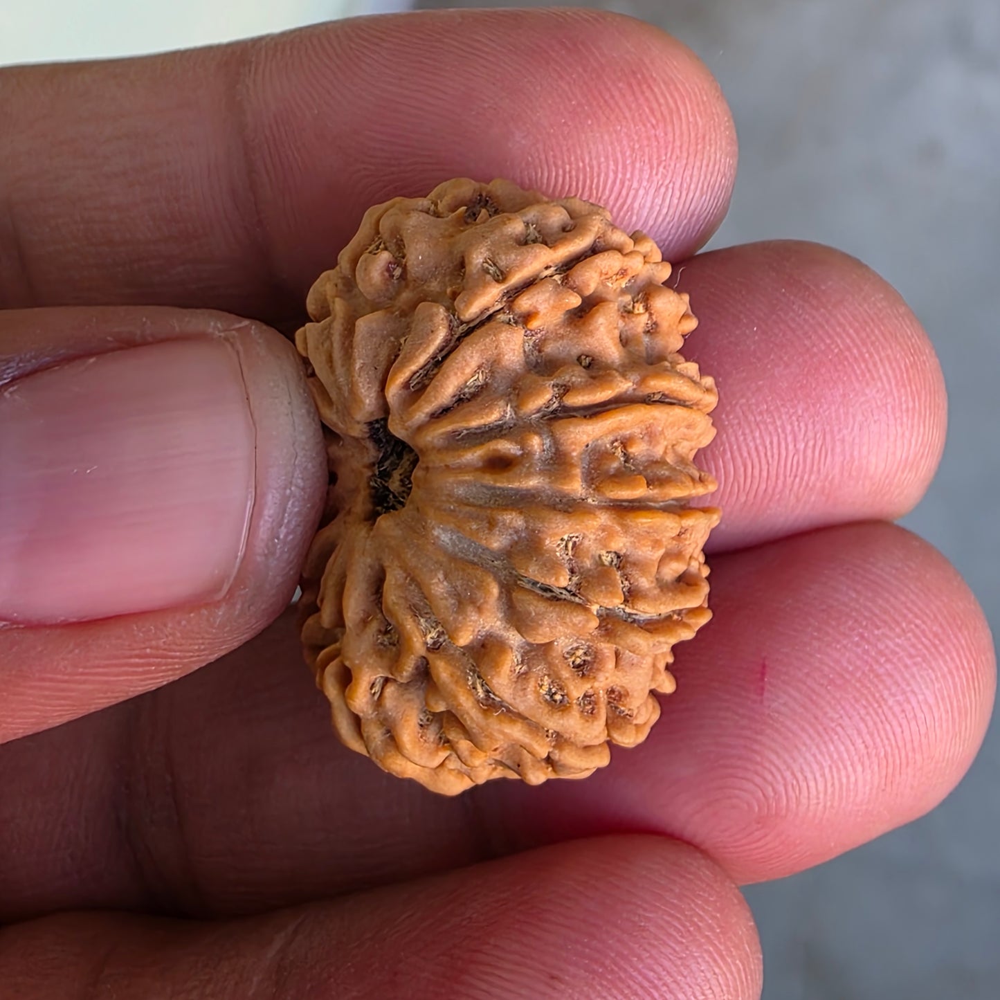 12 Mukhi Super Collector Nepal Rudraksha | IGL Certified | 28.92 mm, 5.61 grams | Solar Essence of Power & Prosperity
