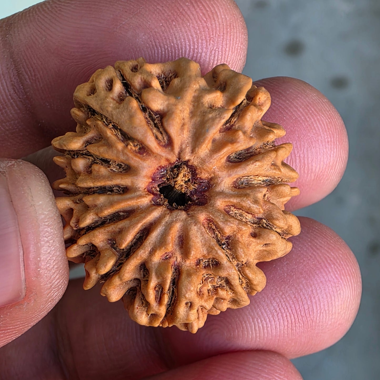 12 Mukhi Collector Nepal Rudraksha | 28.08 mm, 5.6 grams | IGL Lab Certified | Symbol of Radiance, Authority & Divine Power