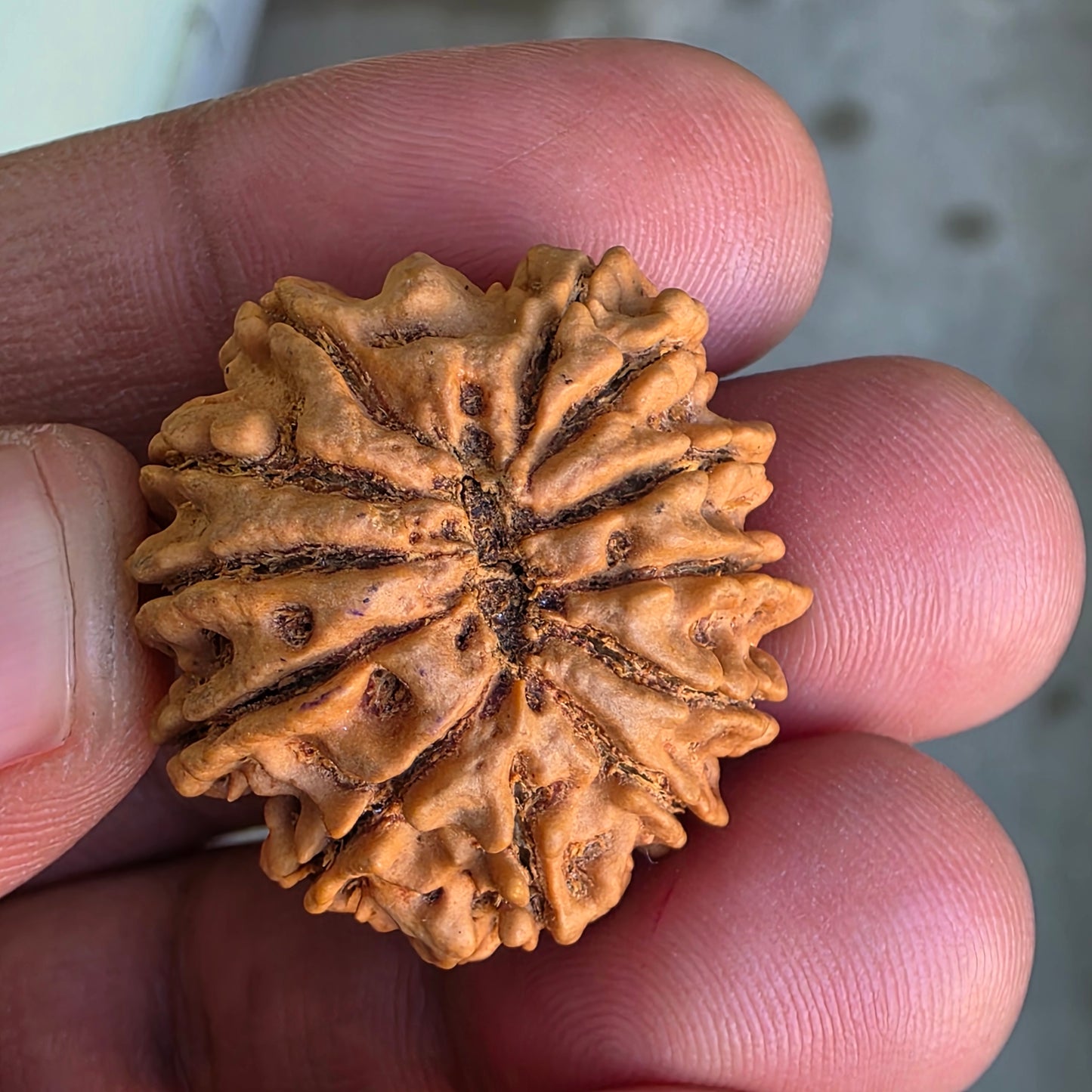 12 Mukhi Collector Nepal Rudraksha | 28.08 mm, 5.6 grams | IGL Lab Certified | Symbol of Radiance, Authority & Divine Power