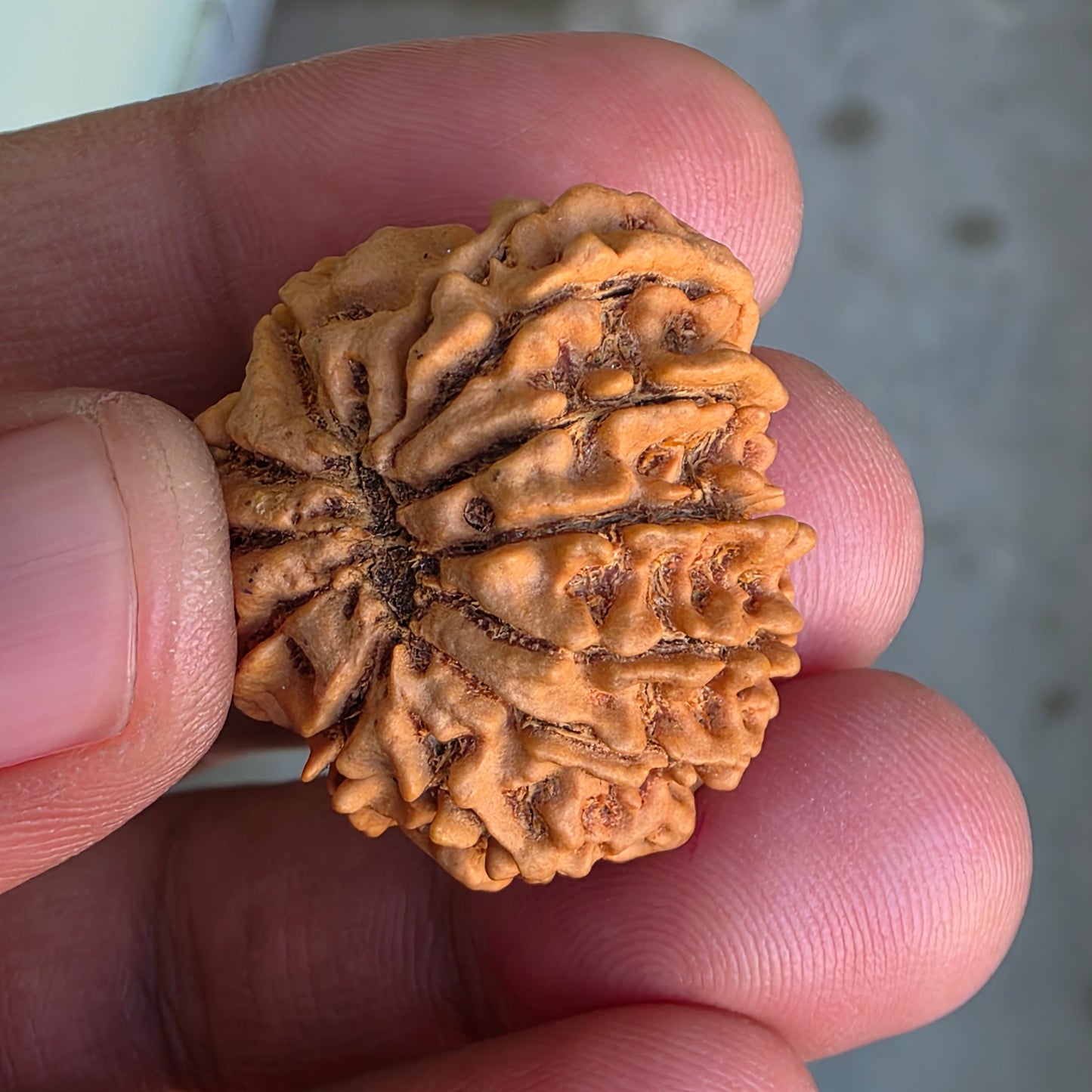 12 Mukhi Collector Nepal Rudraksha | 28.08 mm, 5.6 grams | IGL Lab Certified | Symbol of Radiance, Authority & Divine Power