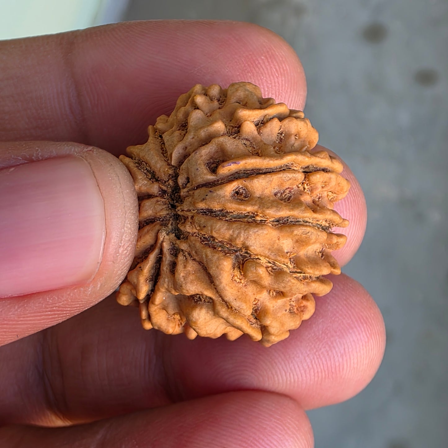 12 Mukhi Collector Nepal Rudraksha | 28.08 mm, 5.6 grams | IGL Lab Certified | Symbol of Radiance, Authority & Divine Power