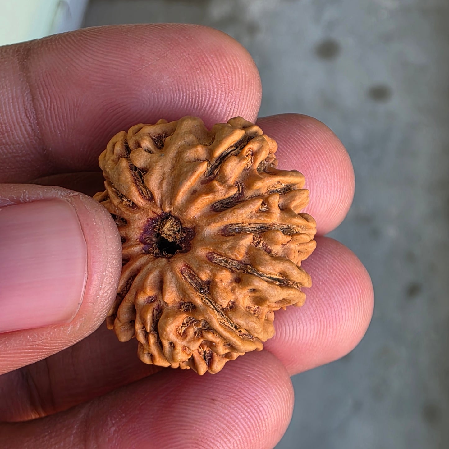 12 Mukhi Collector Nepal Rudraksha | 28.08 mm, 5.6 grams | IGL Lab Certified | Symbol of Radiance, Authority & Divine Power