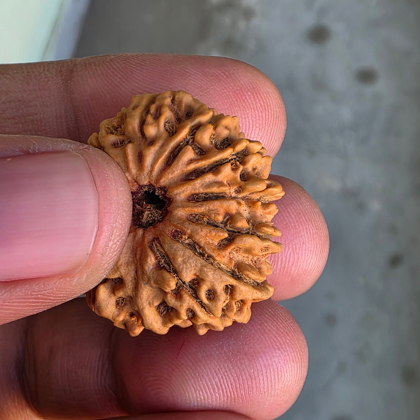 12 Mukhi Collector Nepal Rudraksha | 28.08 mm, 5.6 grams | IGL Lab Certified | Symbol of Radiance, Authority & Divine Power