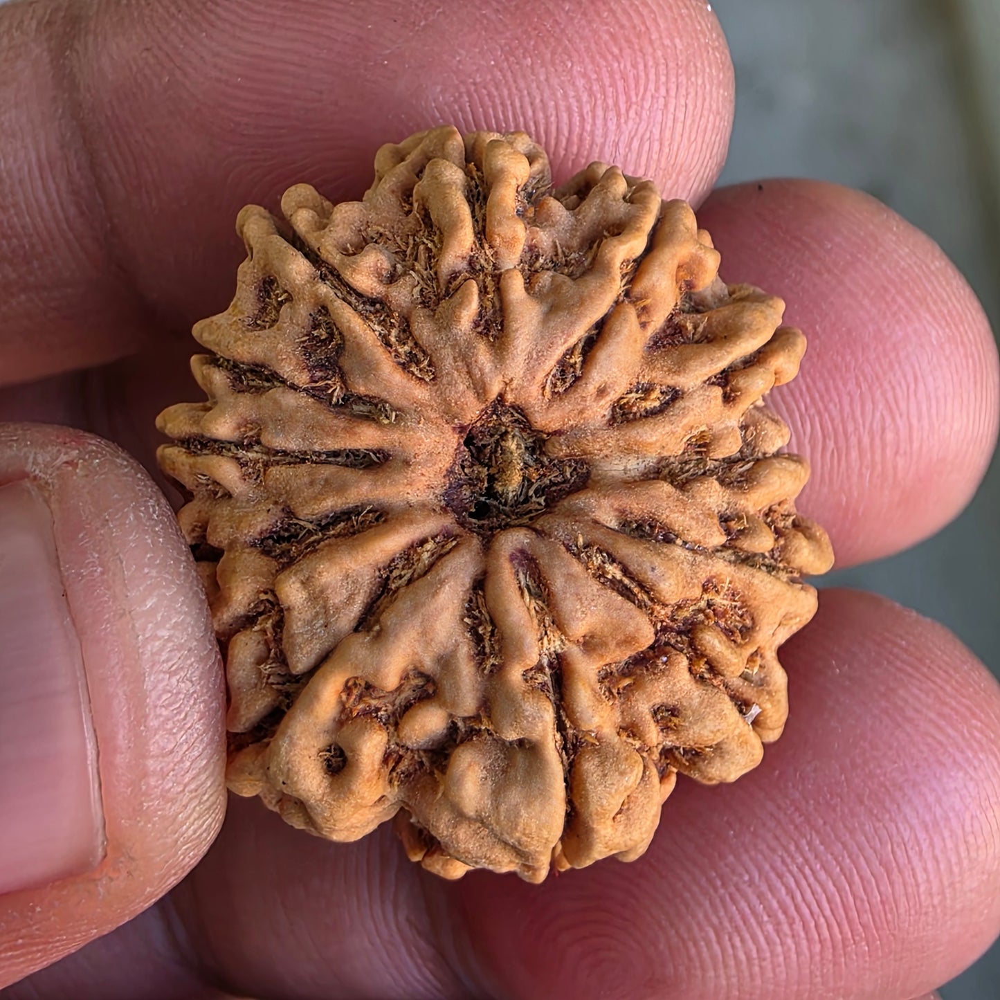 12 Mukhi Collector Nepal Rudraksha | 26.28 mm, 4.71 grams | IGL Certified | Surya Dev’s Blessings for Power & Confidence