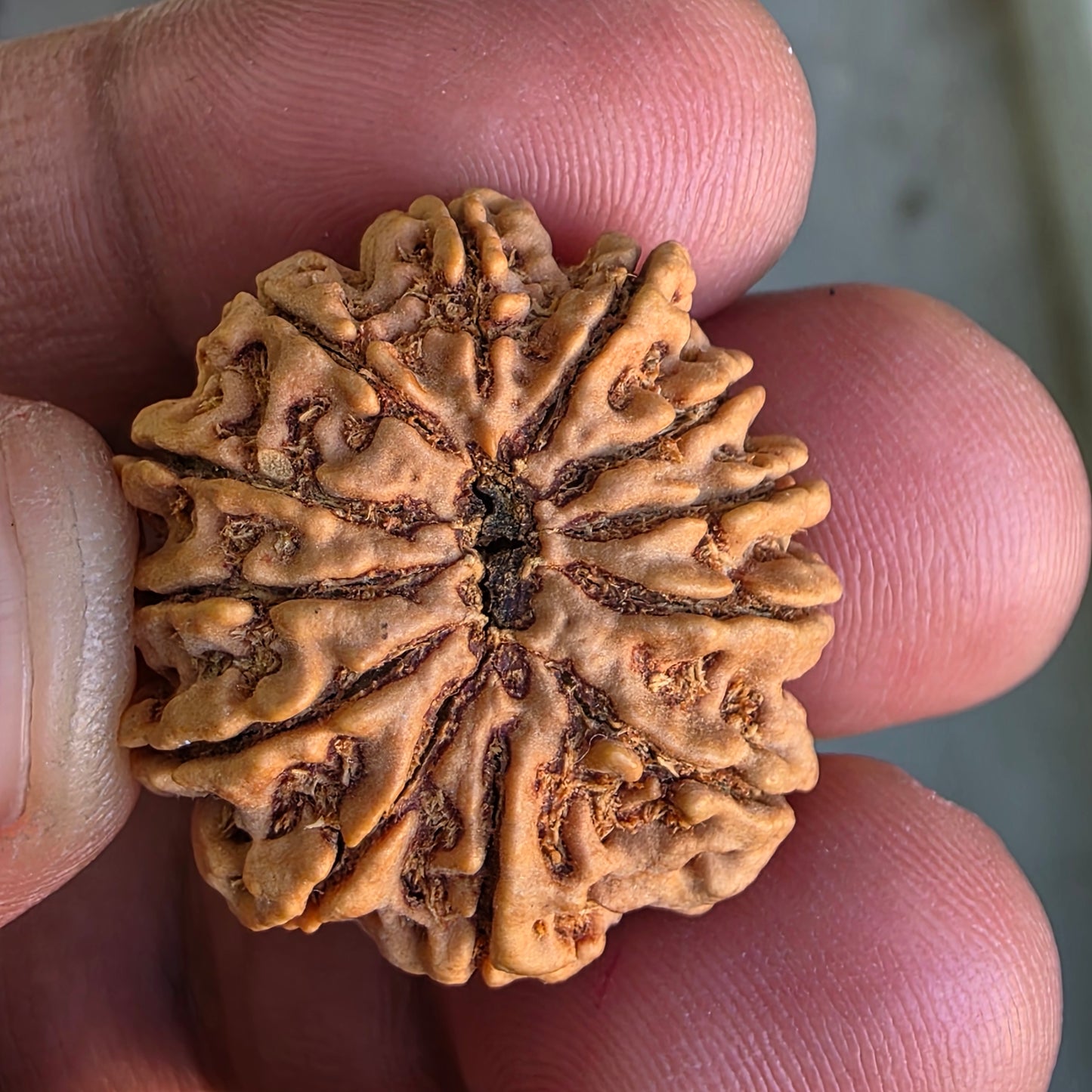 12 Mukhi Collector Nepal Rudraksha | 26.28 mm, 4.71 grams | IGL Certified | Surya Dev’s Blessings for Power & Confidence