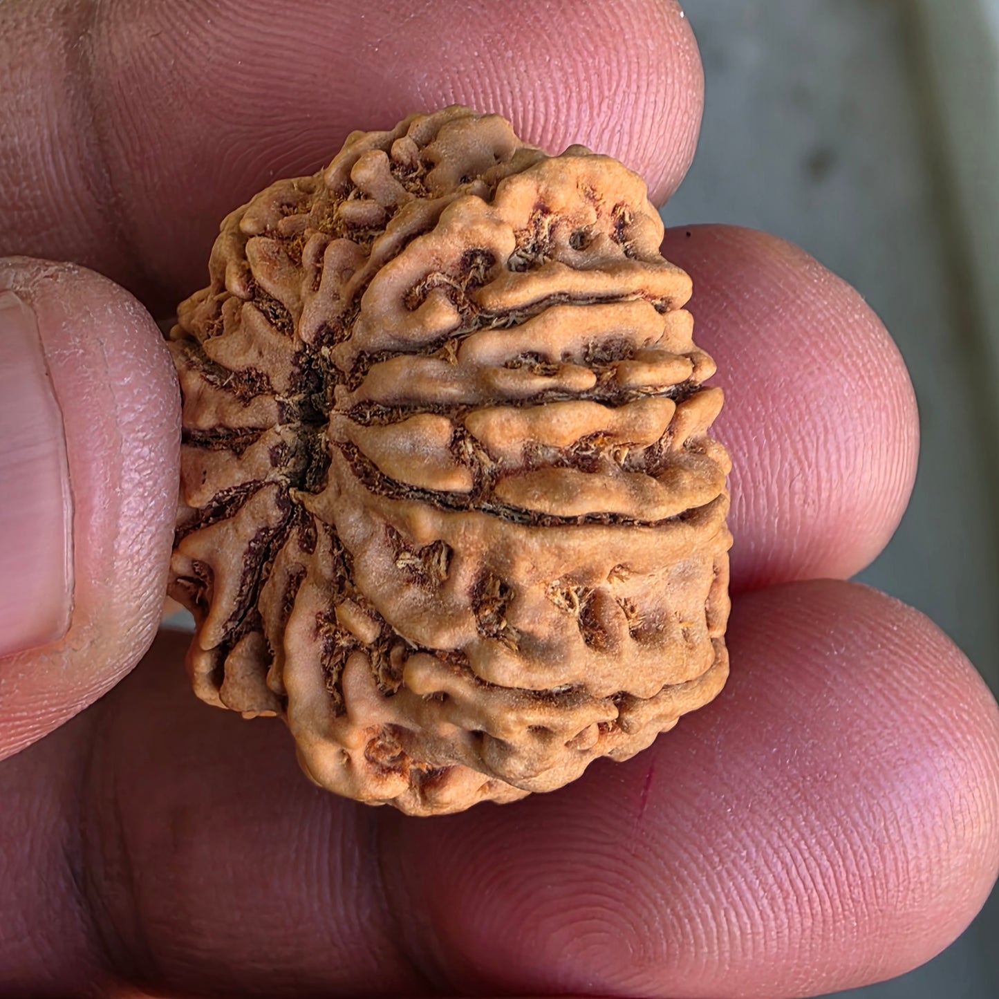 12 Mukhi Collector Nepal Rudraksha | 26.28 mm, 4.71 grams | IGL Certified | Surya Dev’s Blessings for Power & Confidence