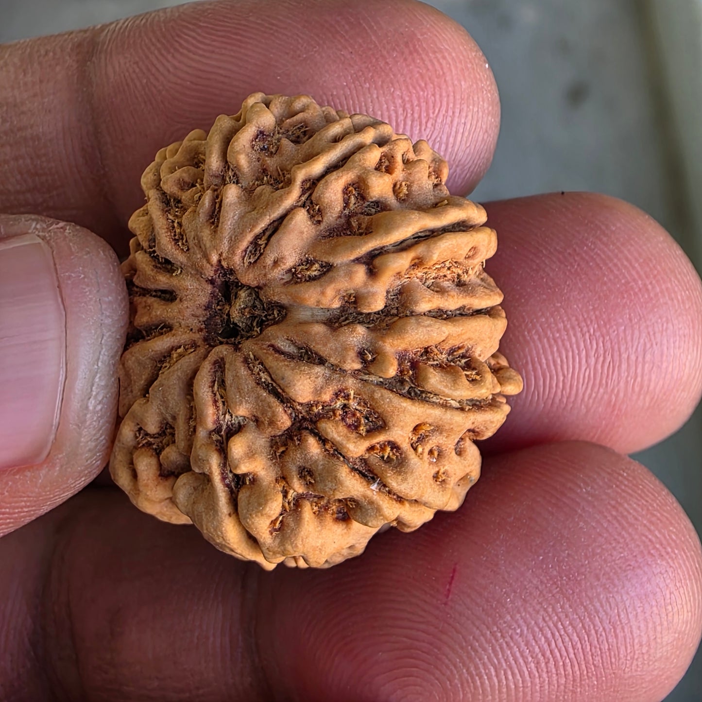 12 Mukhi Collector Nepal Rudraksha | 26.28 mm, 4.71 grams | IGL Certified | Surya Dev’s Blessings for Power & Confidence