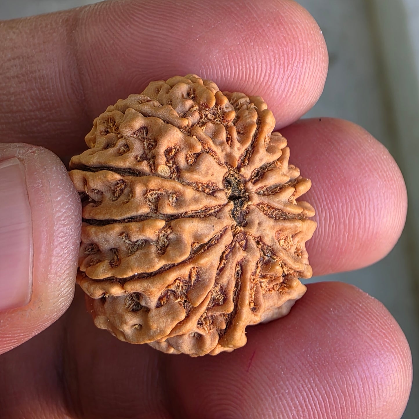 12 Mukhi Collector Nepal Rudraksha | 26.28 mm, 4.71 grams | IGL Certified | Surya Dev’s Blessings for Power & Confidence