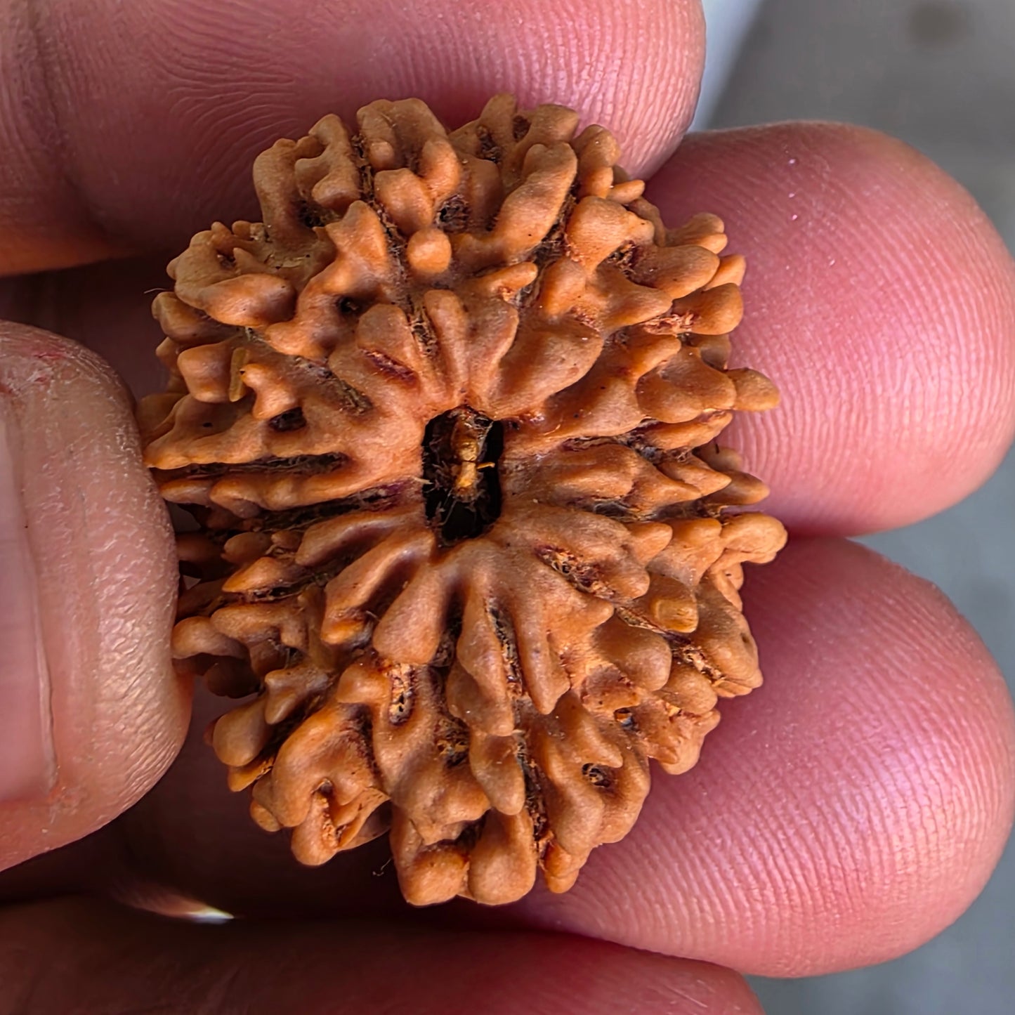 12 Mukhi Collector Nepal Rudraksha | 26.64 mm, 4.61 grams | IGL Certified | Blessings of Surya Dev for Power & Success
