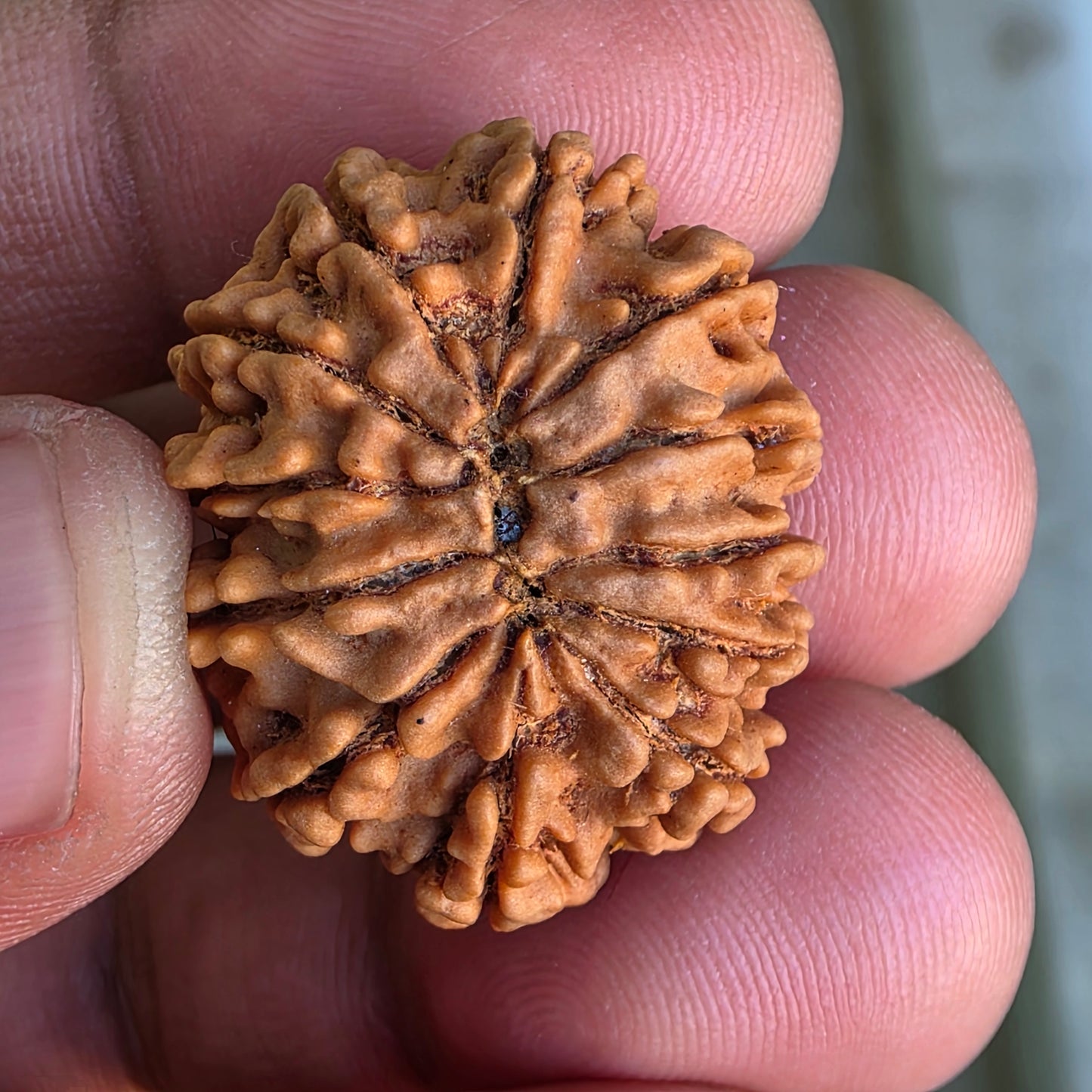 12 Mukhi Collector Nepal Rudraksha | 26.64 mm, 4.61 grams | IGL Certified | Blessings of Surya Dev for Power & Success