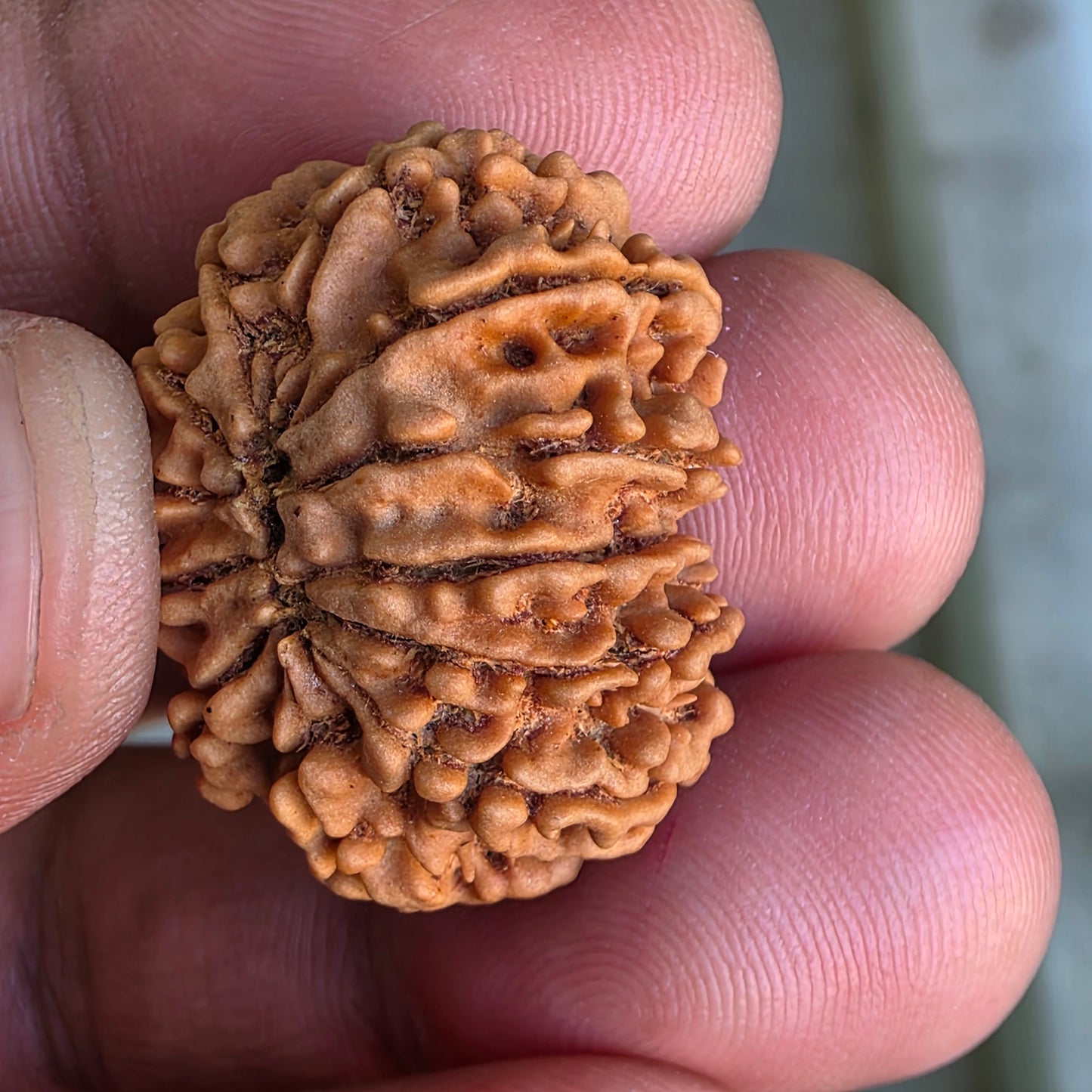 12 Mukhi Collector Nepal Rudraksha | 26.64 mm, 4.61 grams | IGL Certified | Blessings of Surya Dev for Power & Success