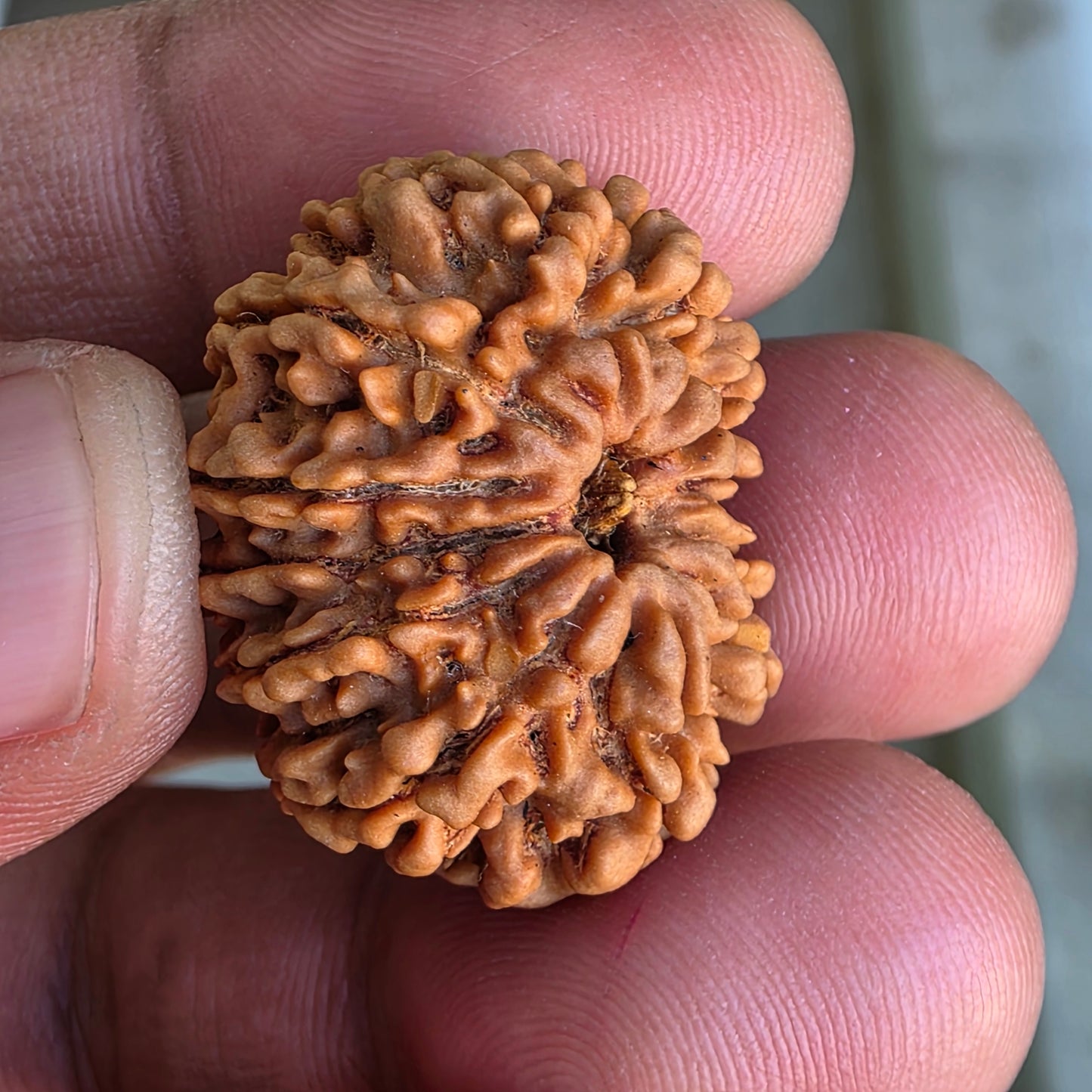 12 Mukhi Collector Nepal Rudraksha | 26.64 mm, 4.61 grams | IGL Certified | Blessings of Surya Dev for Power & Success