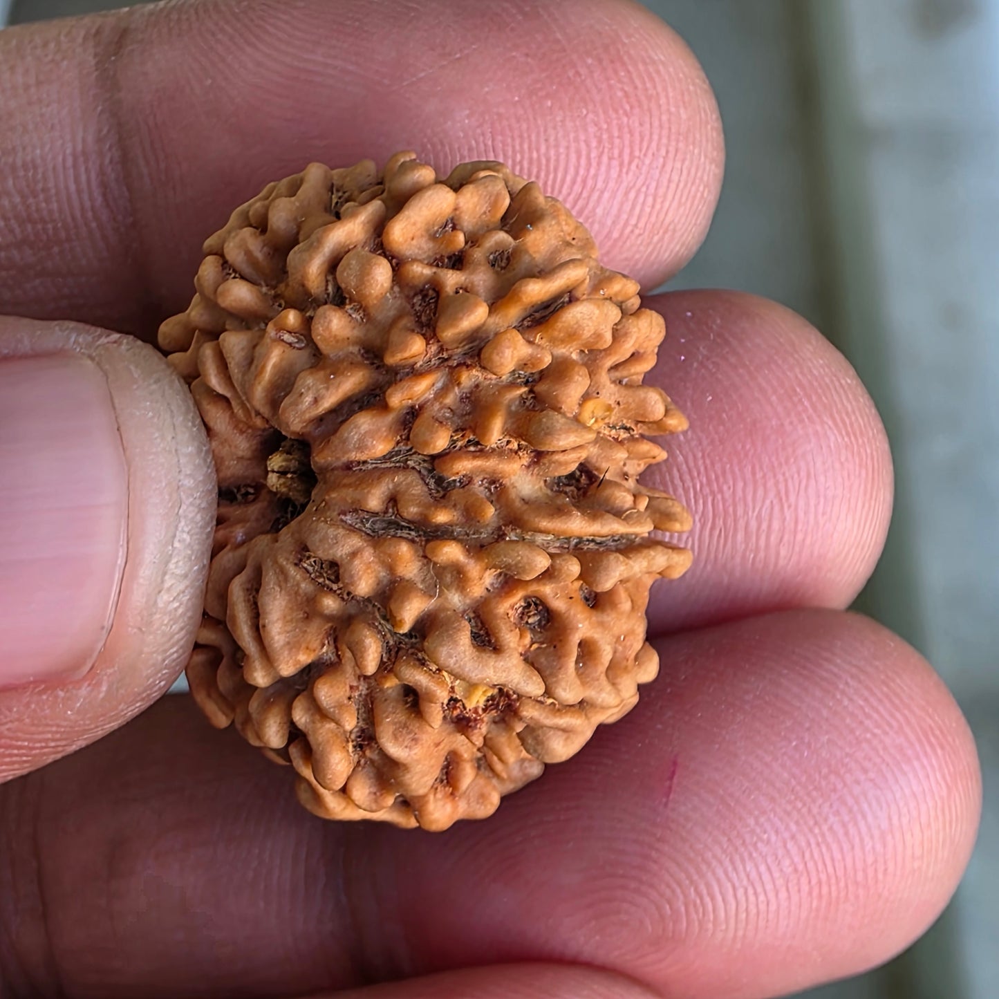 12 Mukhi Collector Nepal Rudraksha | 26.64 mm, 4.61 grams | IGL Certified | Blessings of Surya Dev for Power & Success