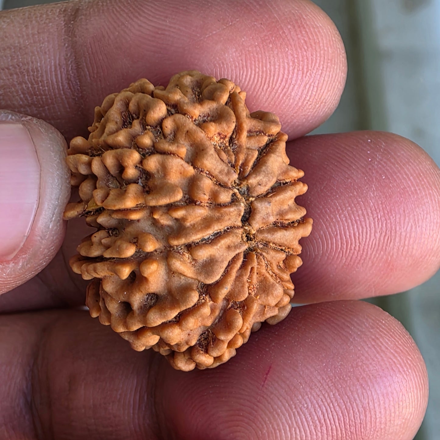 12 Mukhi Collector Nepal Rudraksha | 26.64 mm, 4.61 grams | IGL Certified | Blessings of Surya Dev for Power & Success