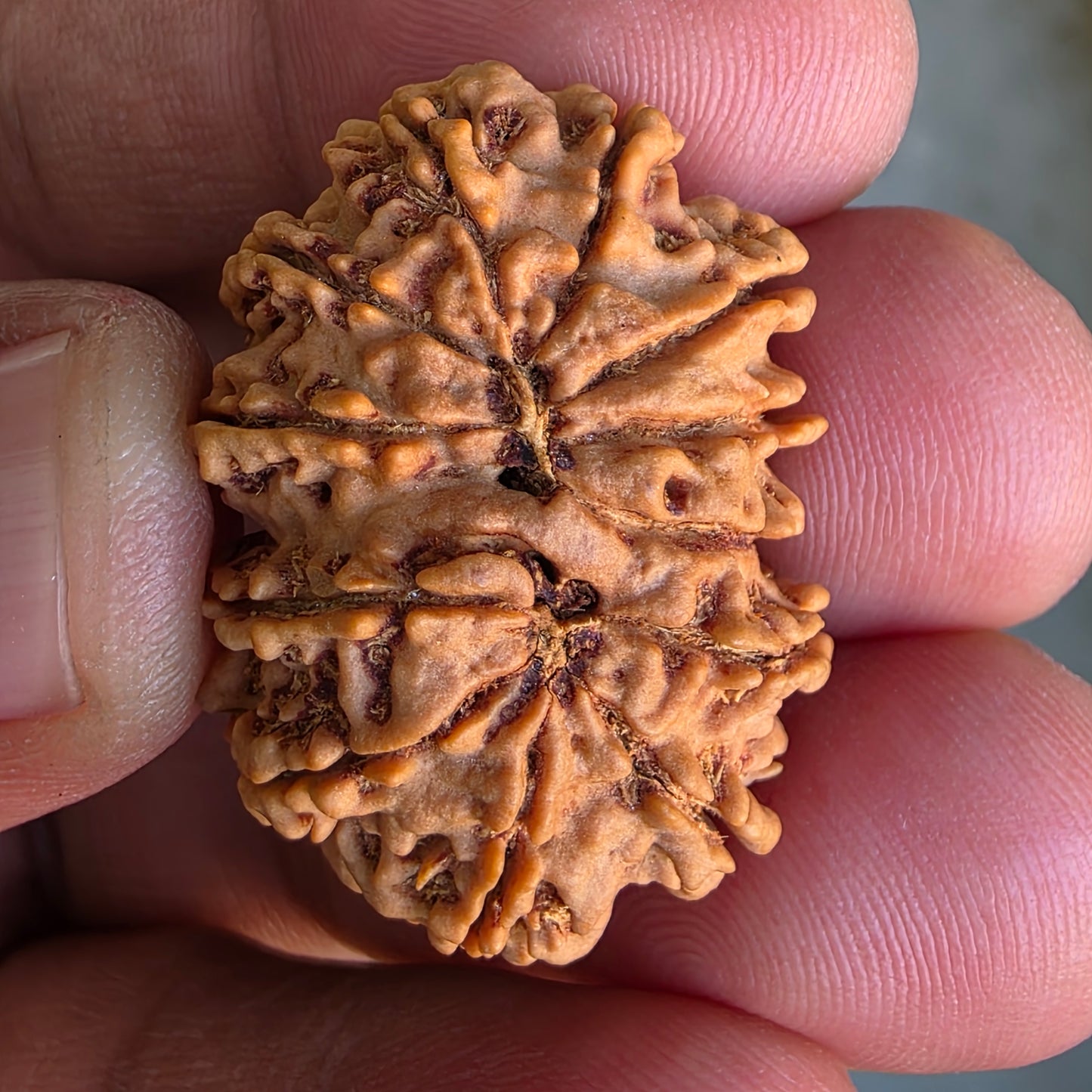 12 Mukhi Super Collector Nepal Rudraksha | 31.18 mm, 5.59 grams | Lab Certified | Radiant Sun Energy & Divine Strength