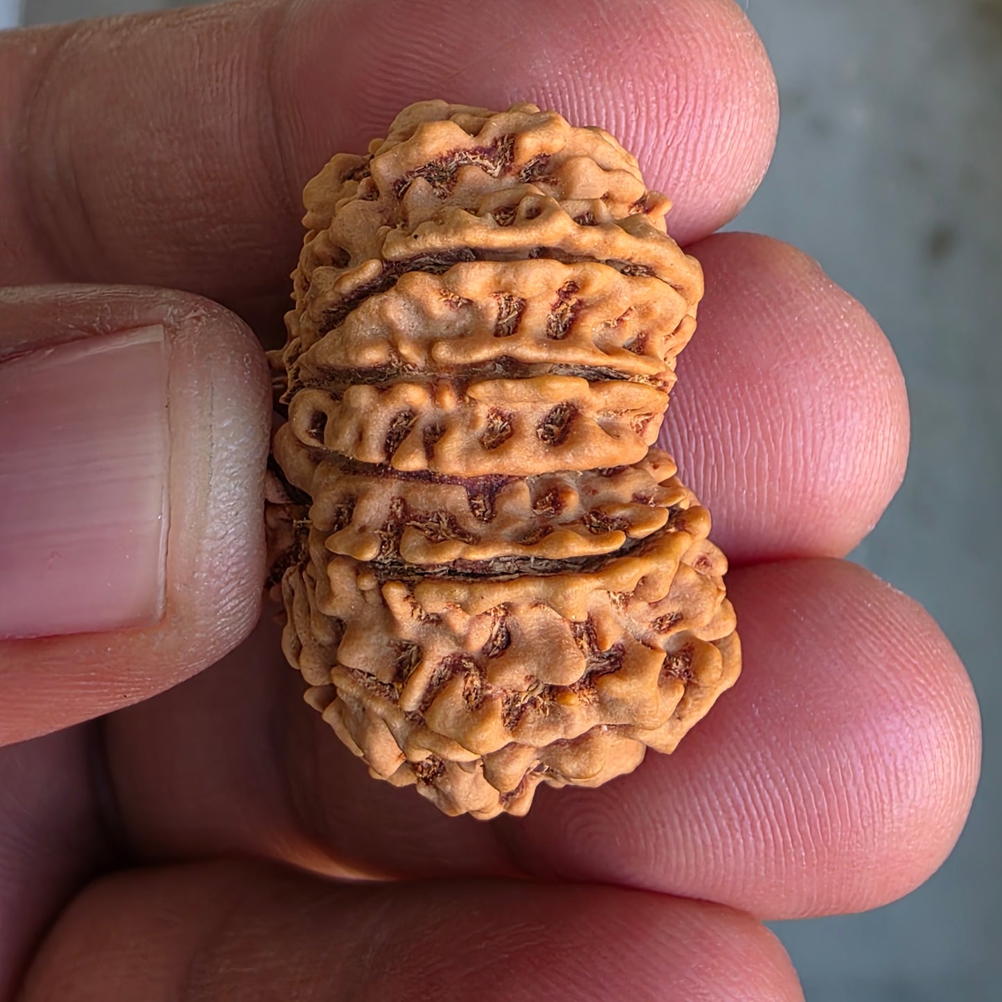12 Mukhi Super Collector Nepal Rudraksha | 31.18 mm, 5.59 grams | Lab Certified | Radiant Sun Energy & Divine Strength