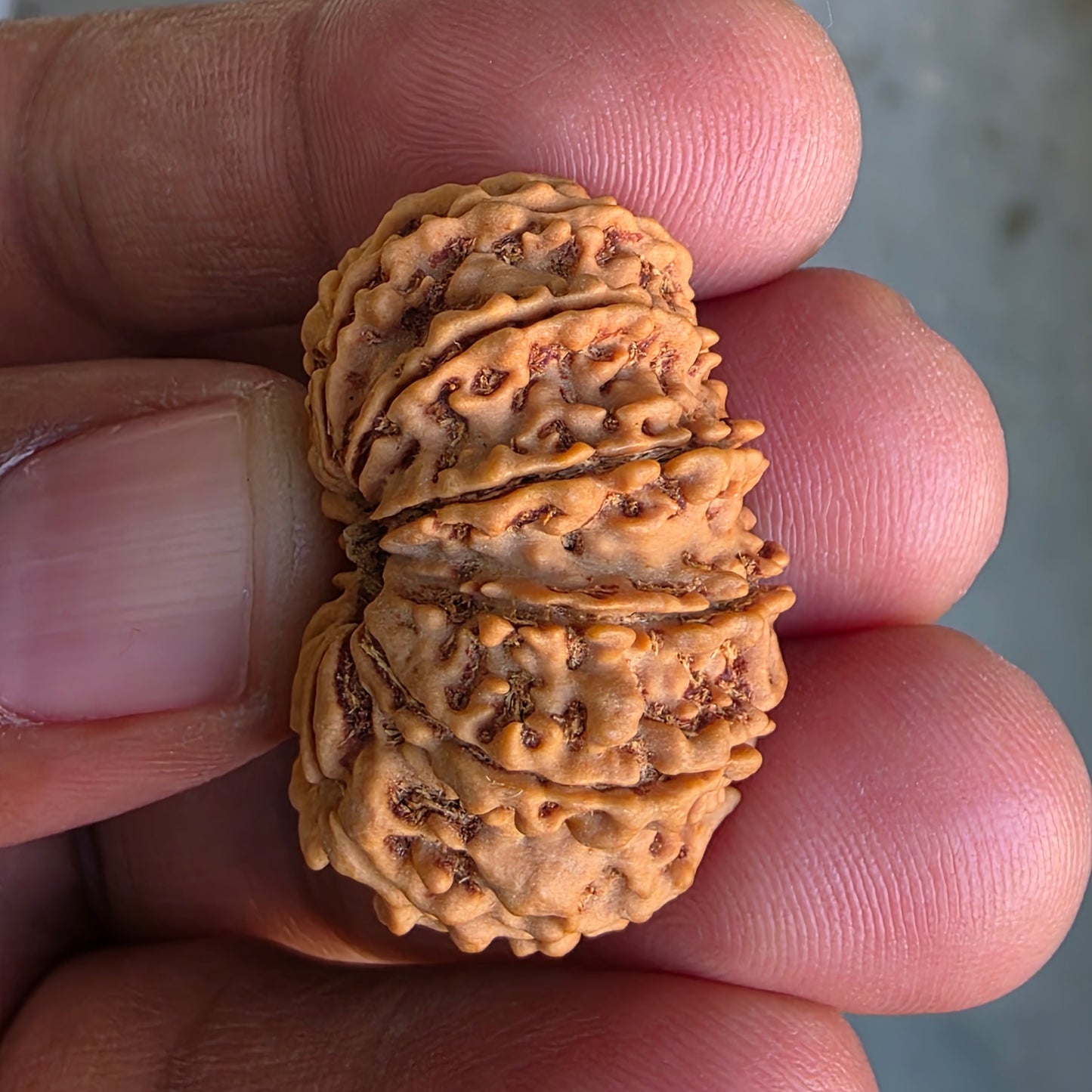 12 Mukhi Super Collector Nepal Rudraksha | 31.18 mm, 5.59 grams | Lab Certified | Radiant Sun Energy & Divine Strength